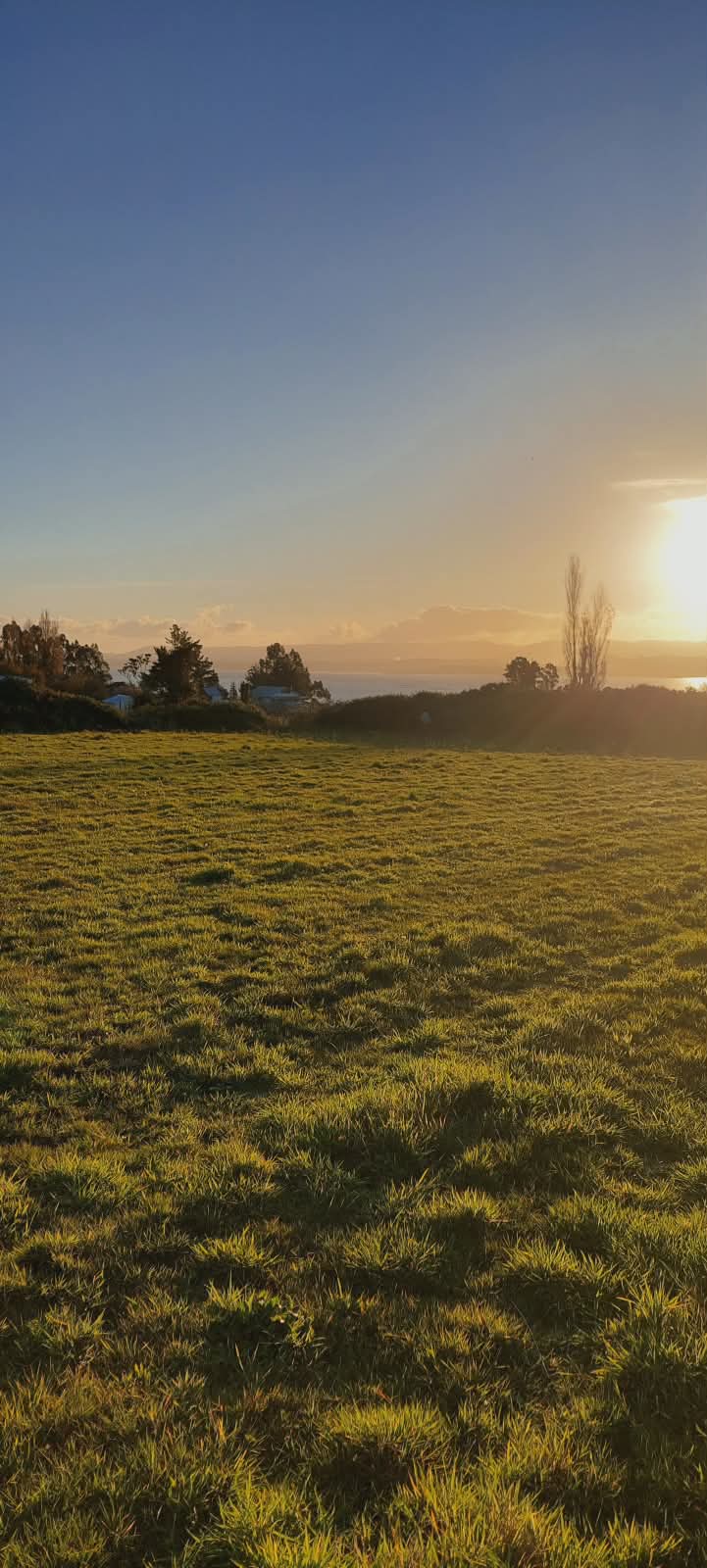 Terreno plano con praderas verdes y bosque al fondo