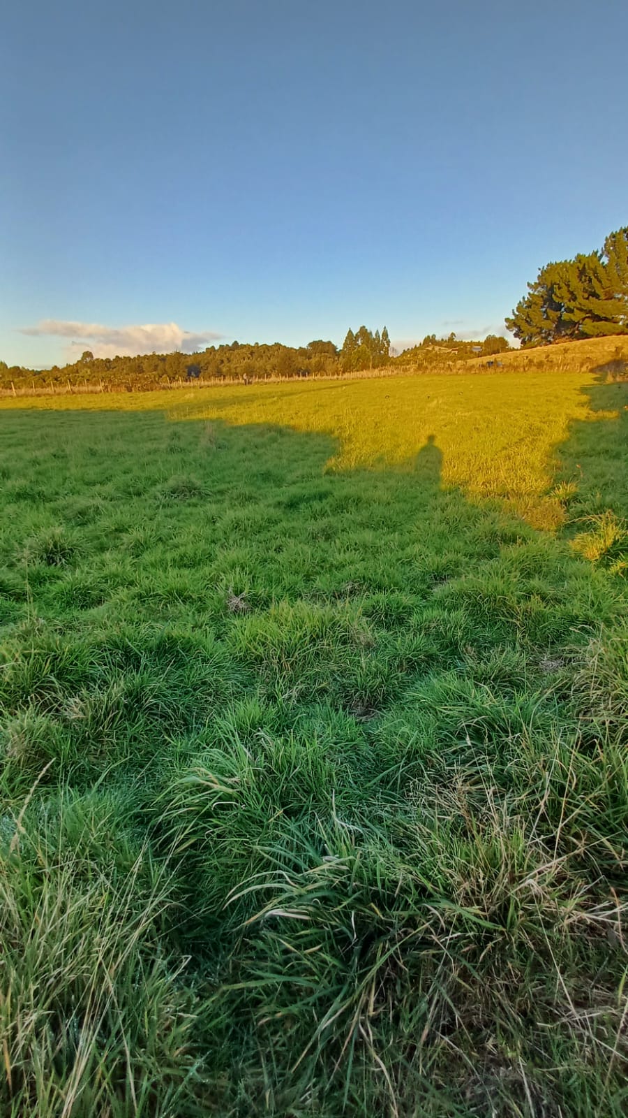 Pradera verde con sombra de árboles al atardecer