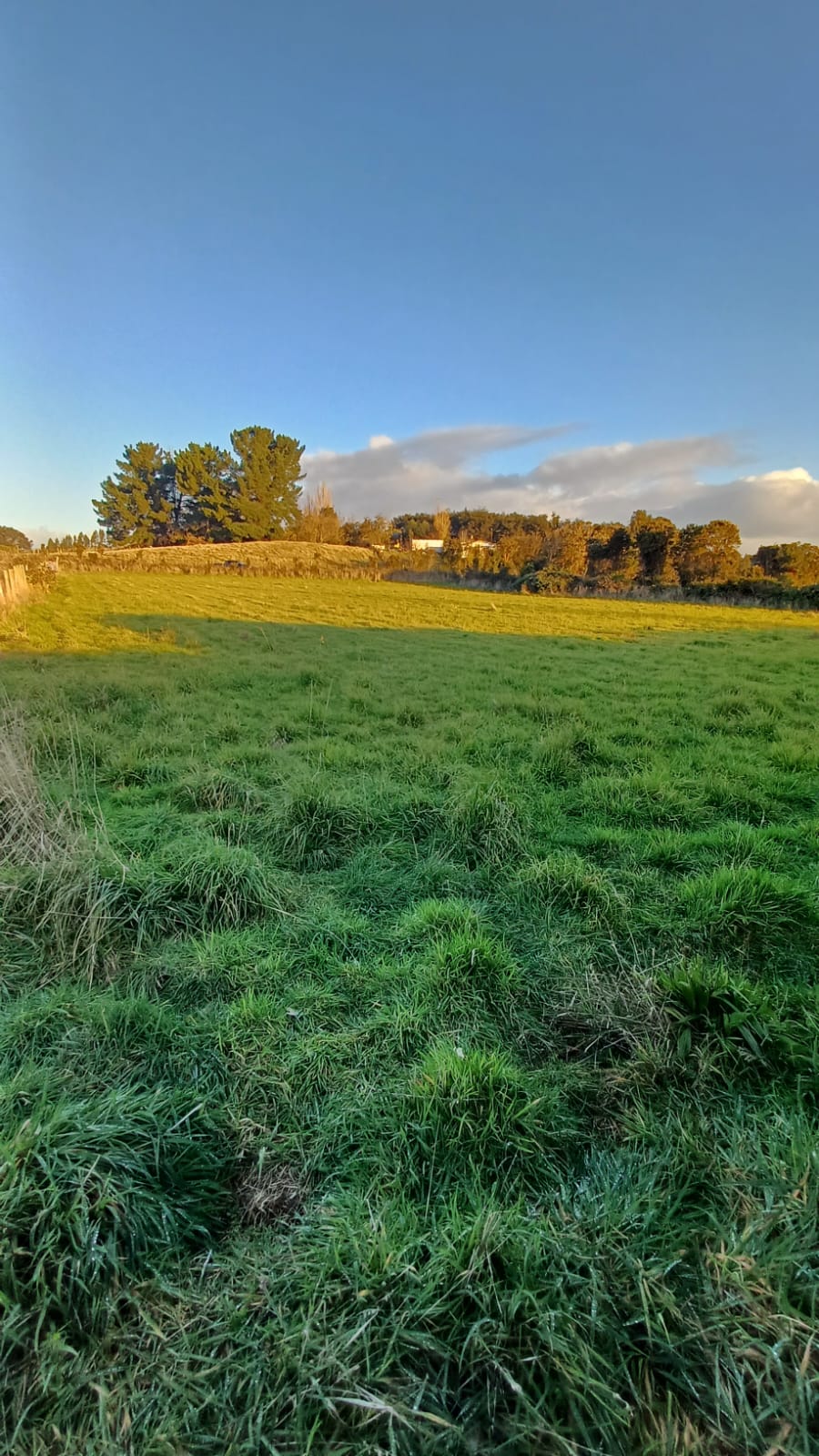 Pradera verde con árboles nativos y cielo despejado
