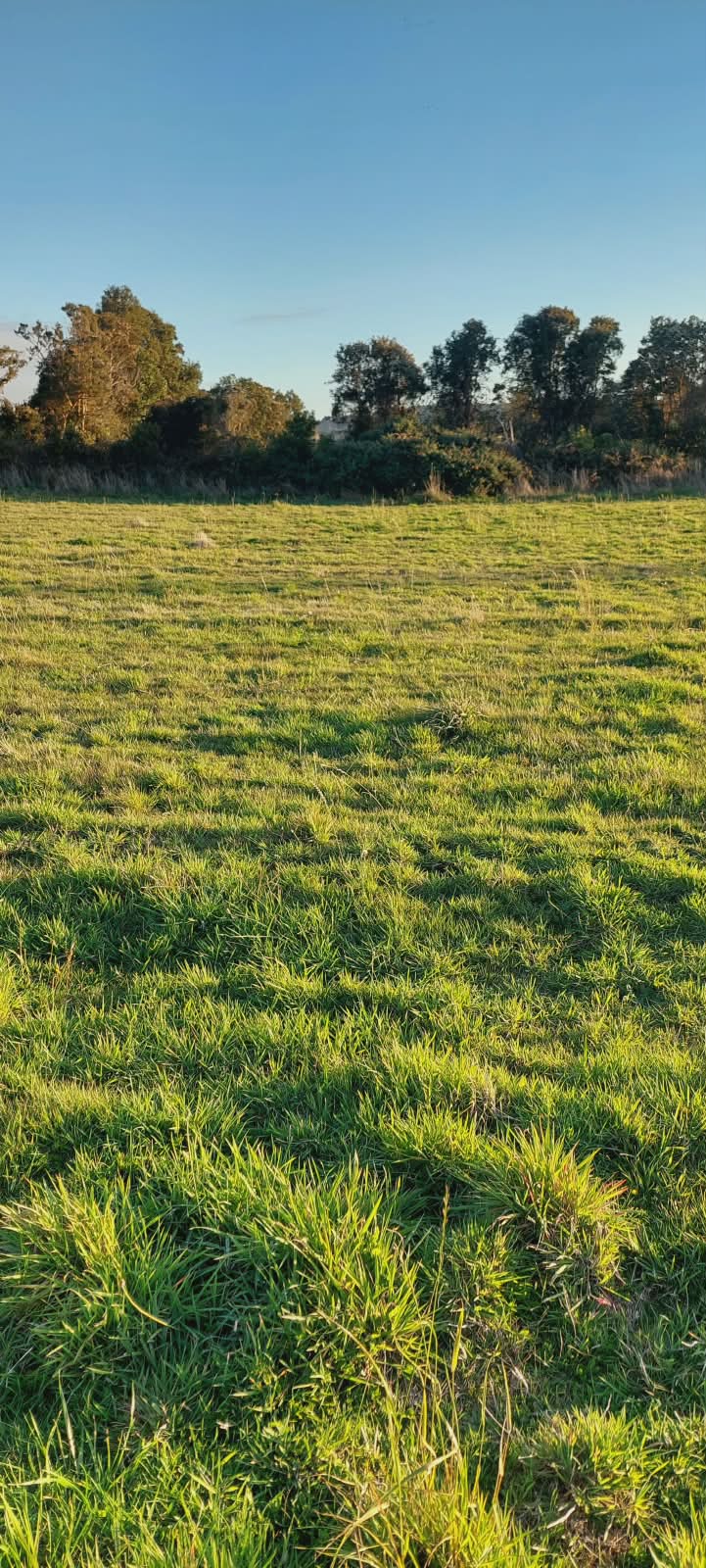Pradera verde plana con árboles nativos al fondo y cielo despejado