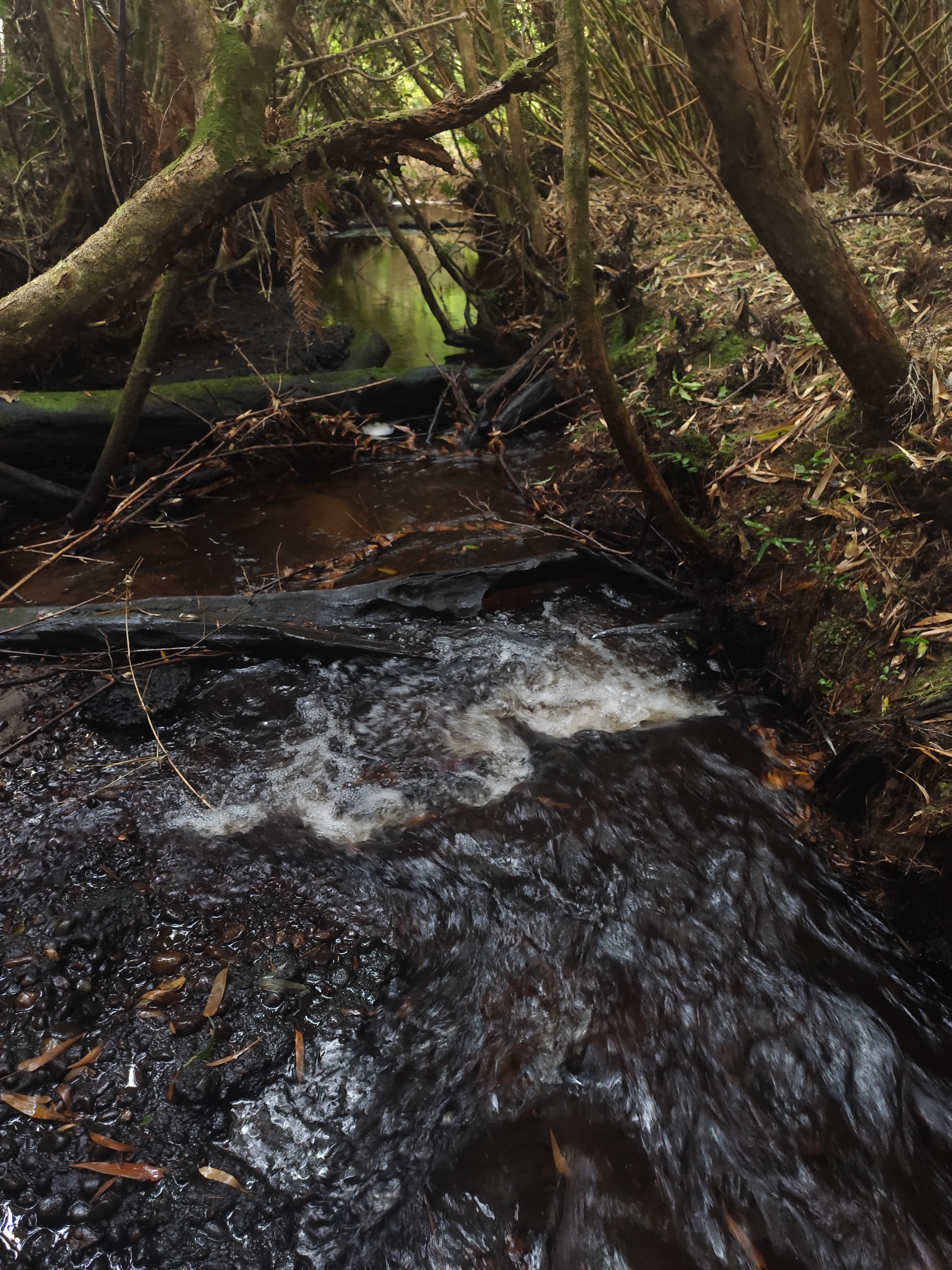 Río Curavuelvo con aguas cristalinas entre bosque nativo en Cucao