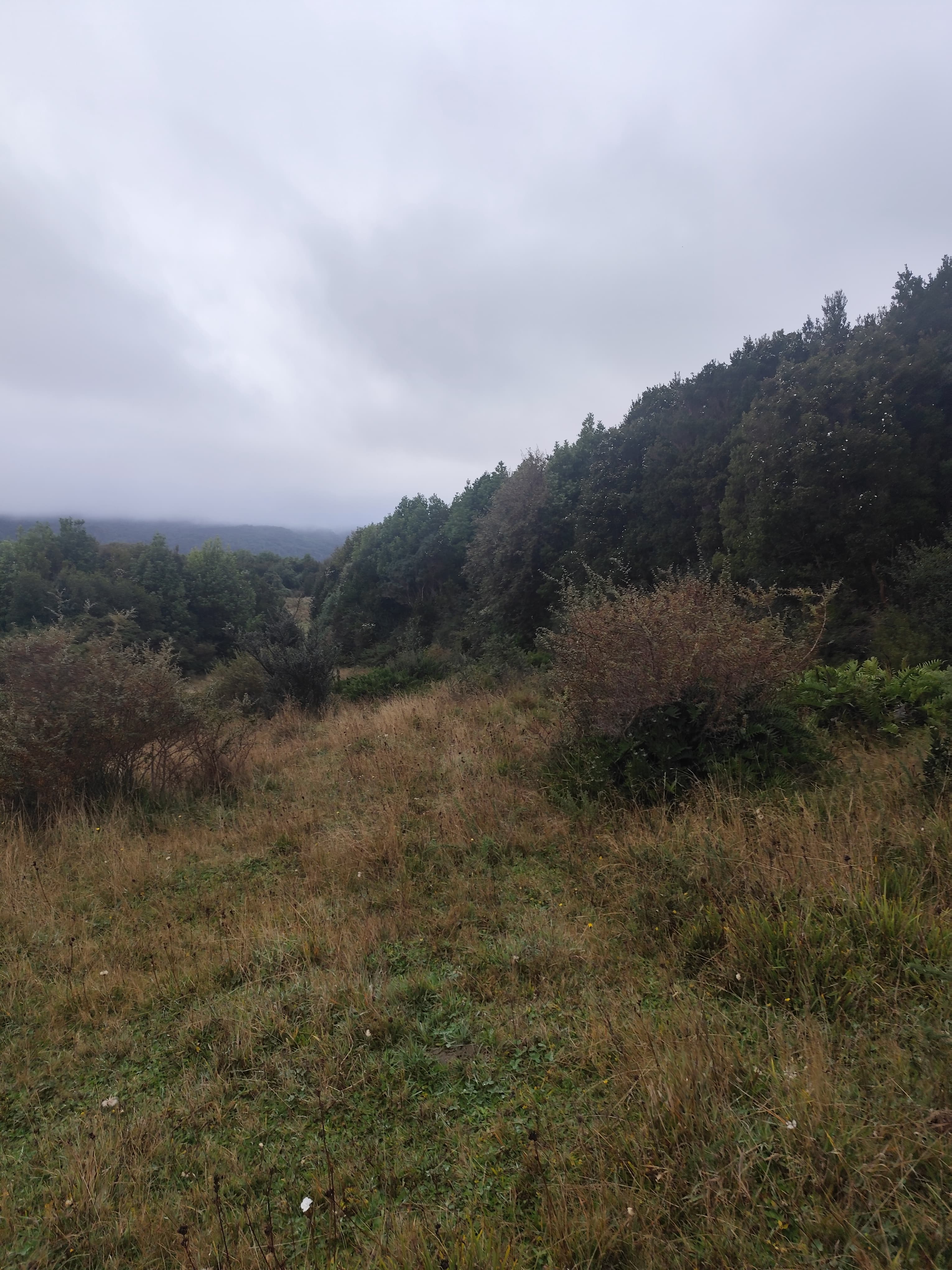 Pradera plana con renovales y montañas cubiertas de neblina
