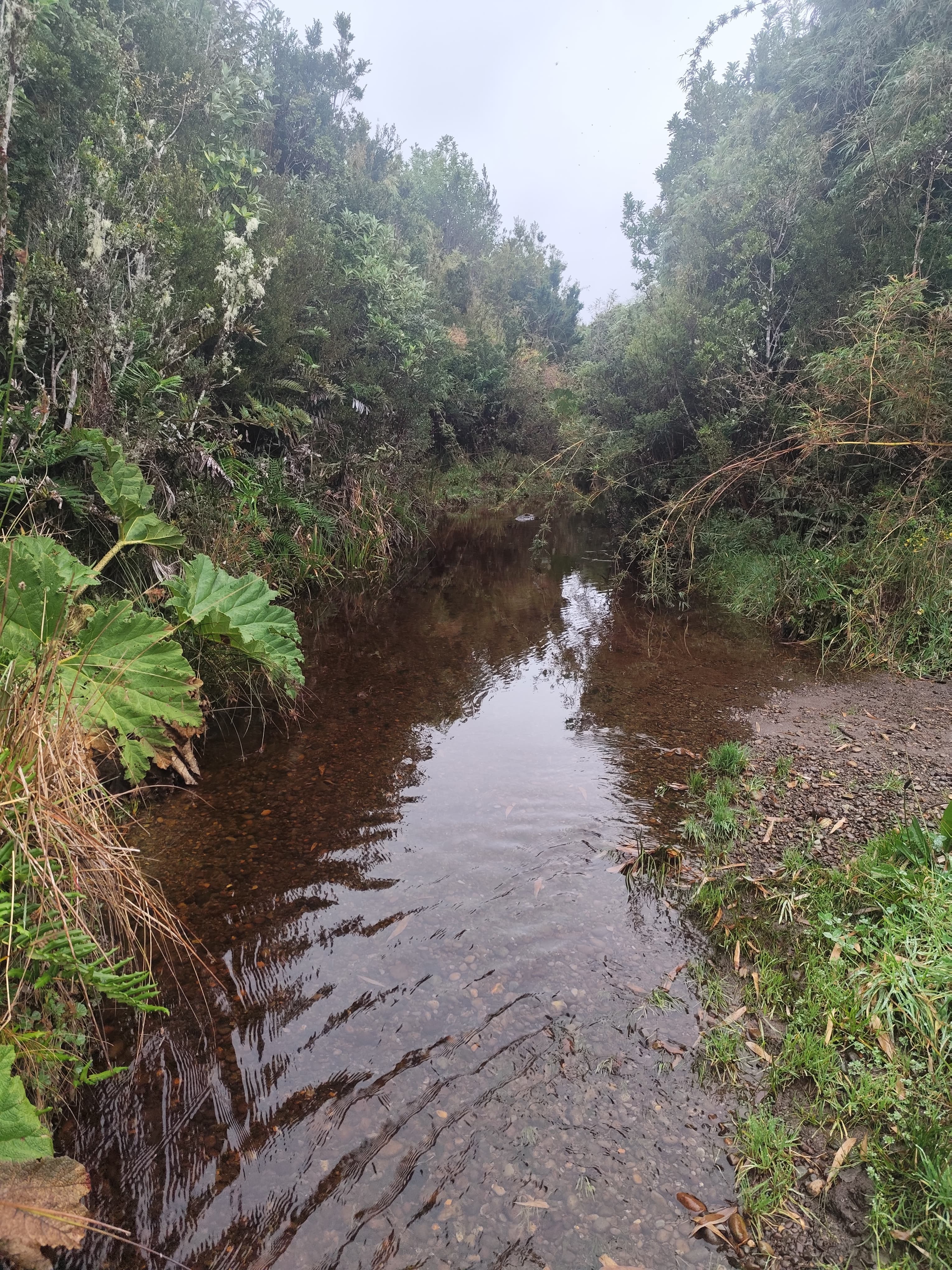 Arroyo cristalino con pradera verde y colinas boscosas