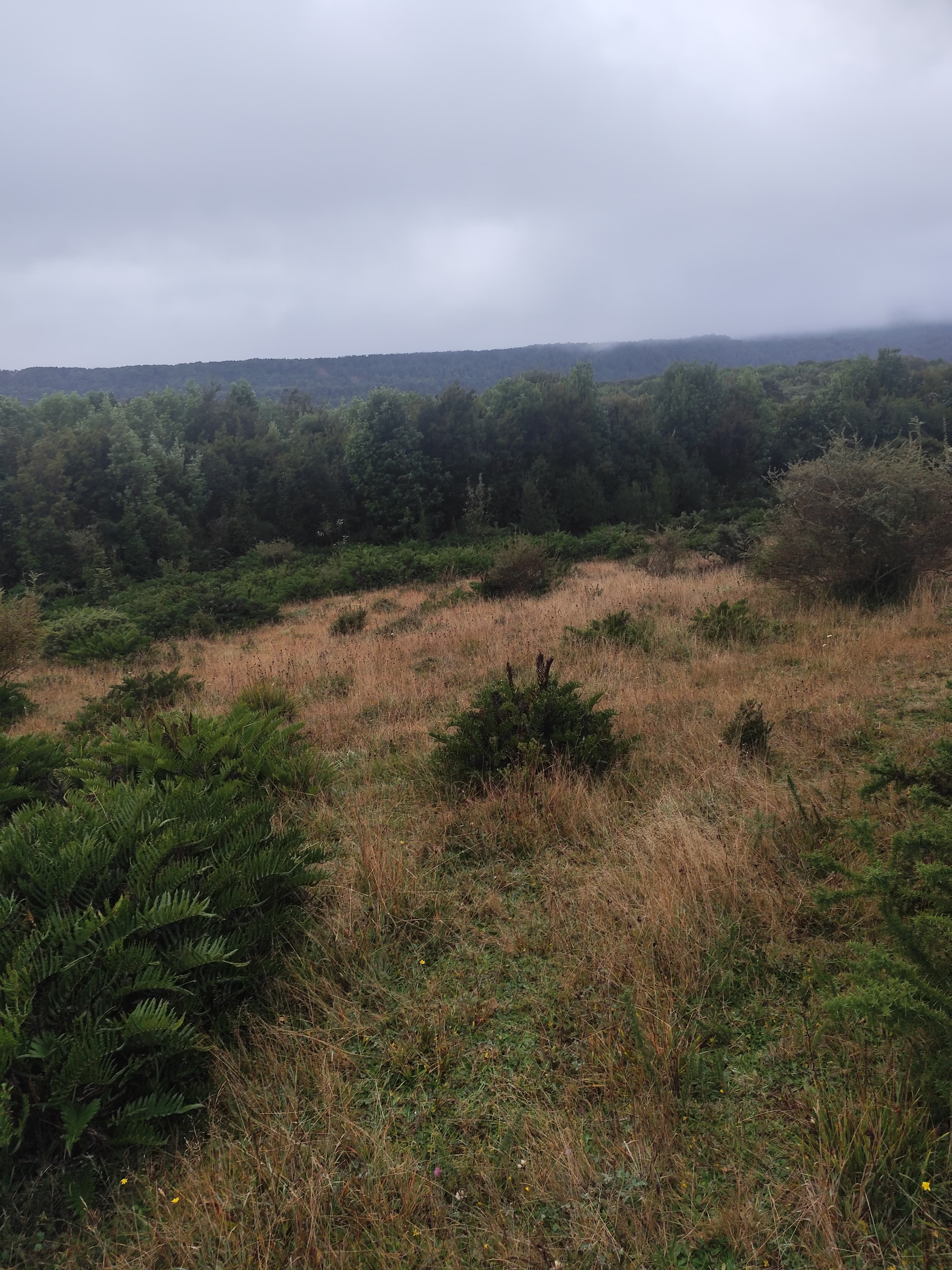 Pradera con helechos y bosque de renovales bajo cielo nublado