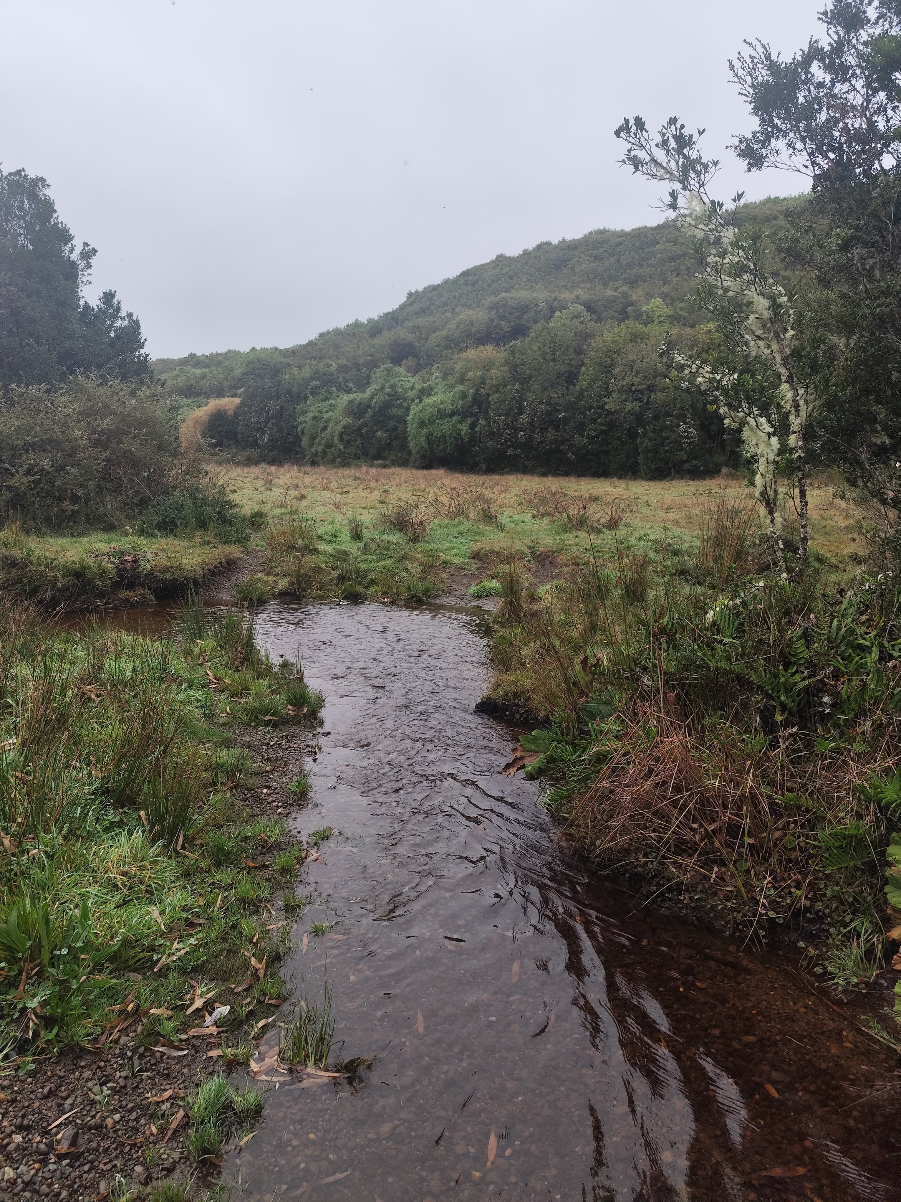 Arroyo entre pradera verde con colinas boscosas al fondo