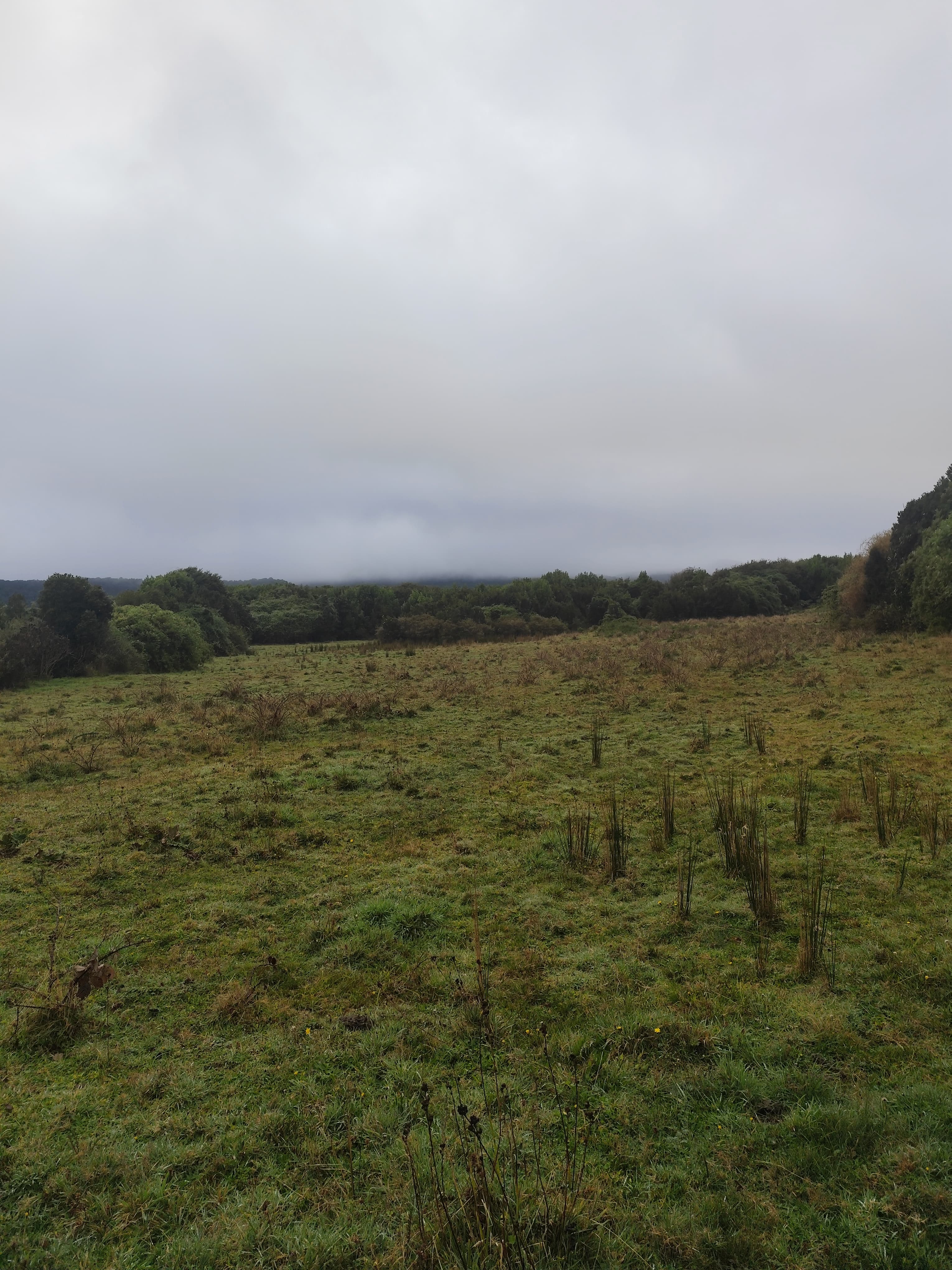 Pradera verde amplia con bosque nativo y nubes bajas