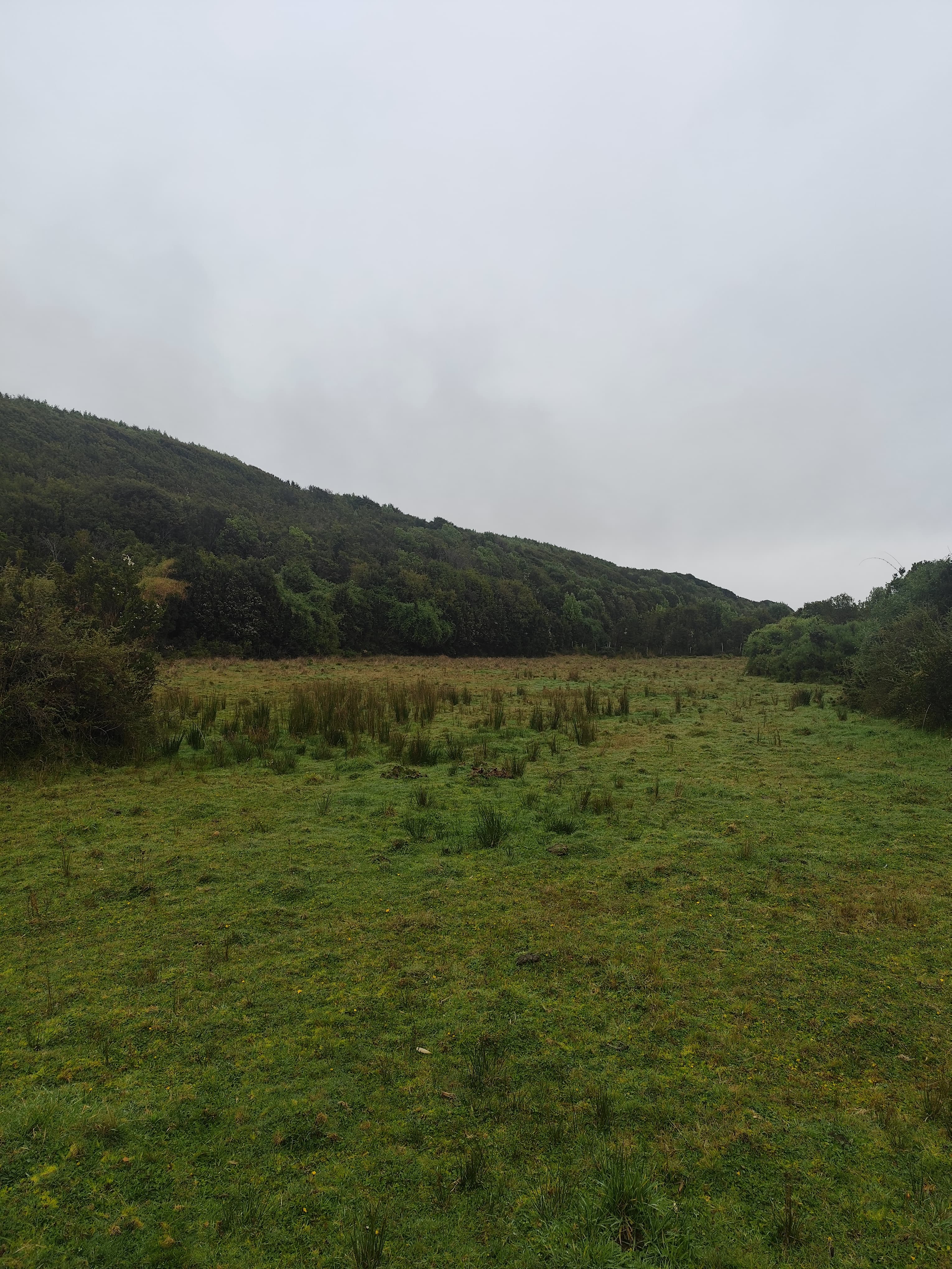 Pradera verde plana con cerro cubierto de bosque al fondo