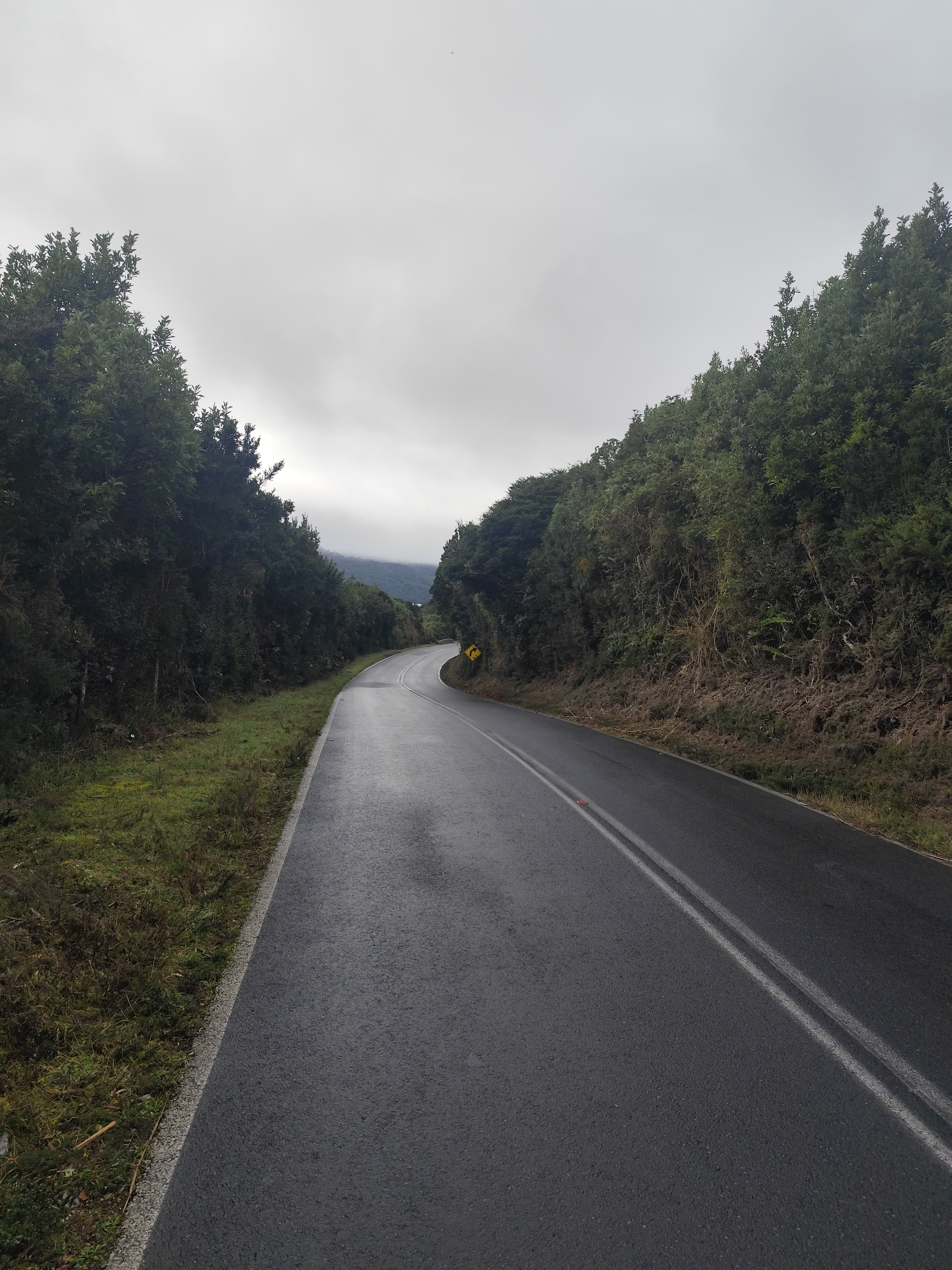 Camino asfaltado Huillinco-Cucao rodeado de vegetación nativa