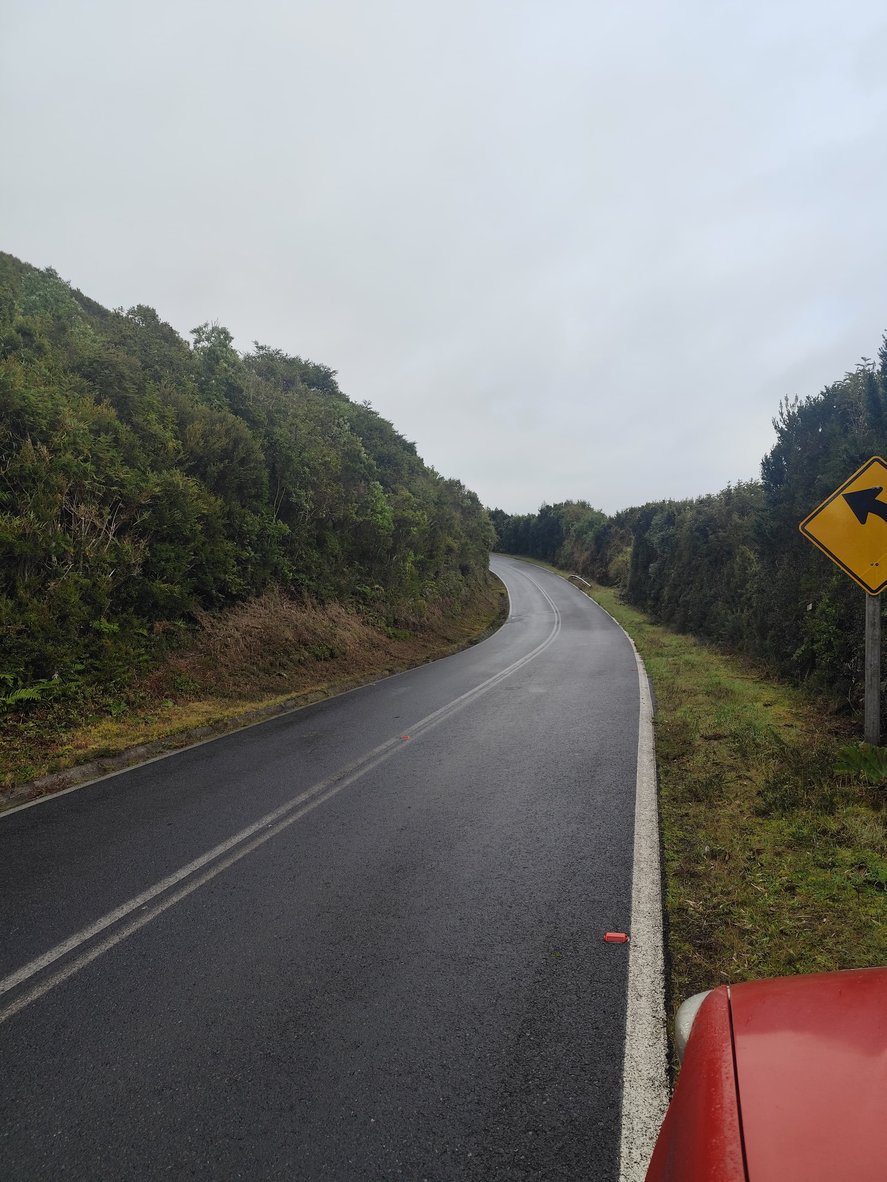 Pradera con helechos y bosque de renovales al fondo en Cucao