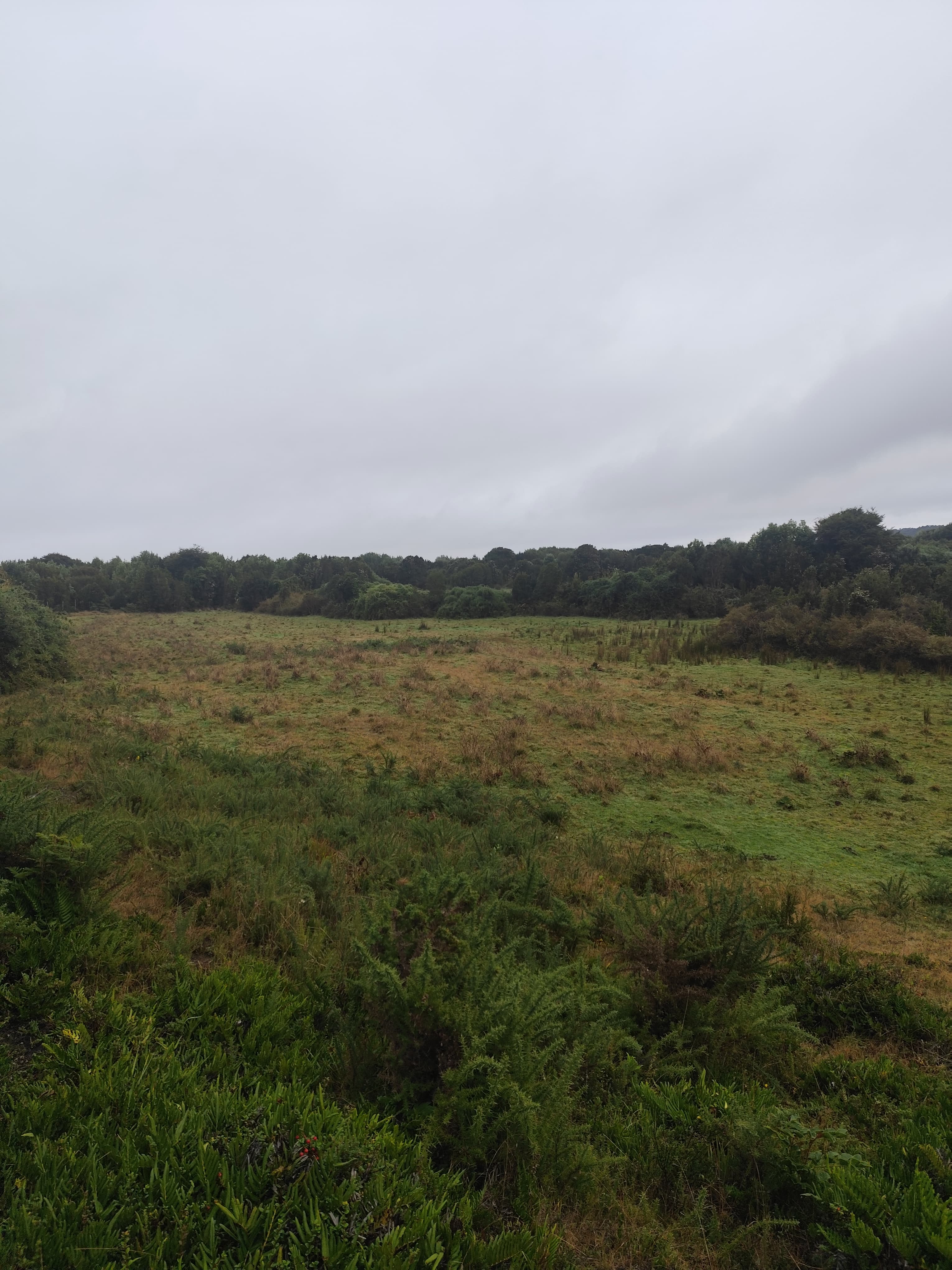 Terreno plano con vegetación nativa y cerros al fondo