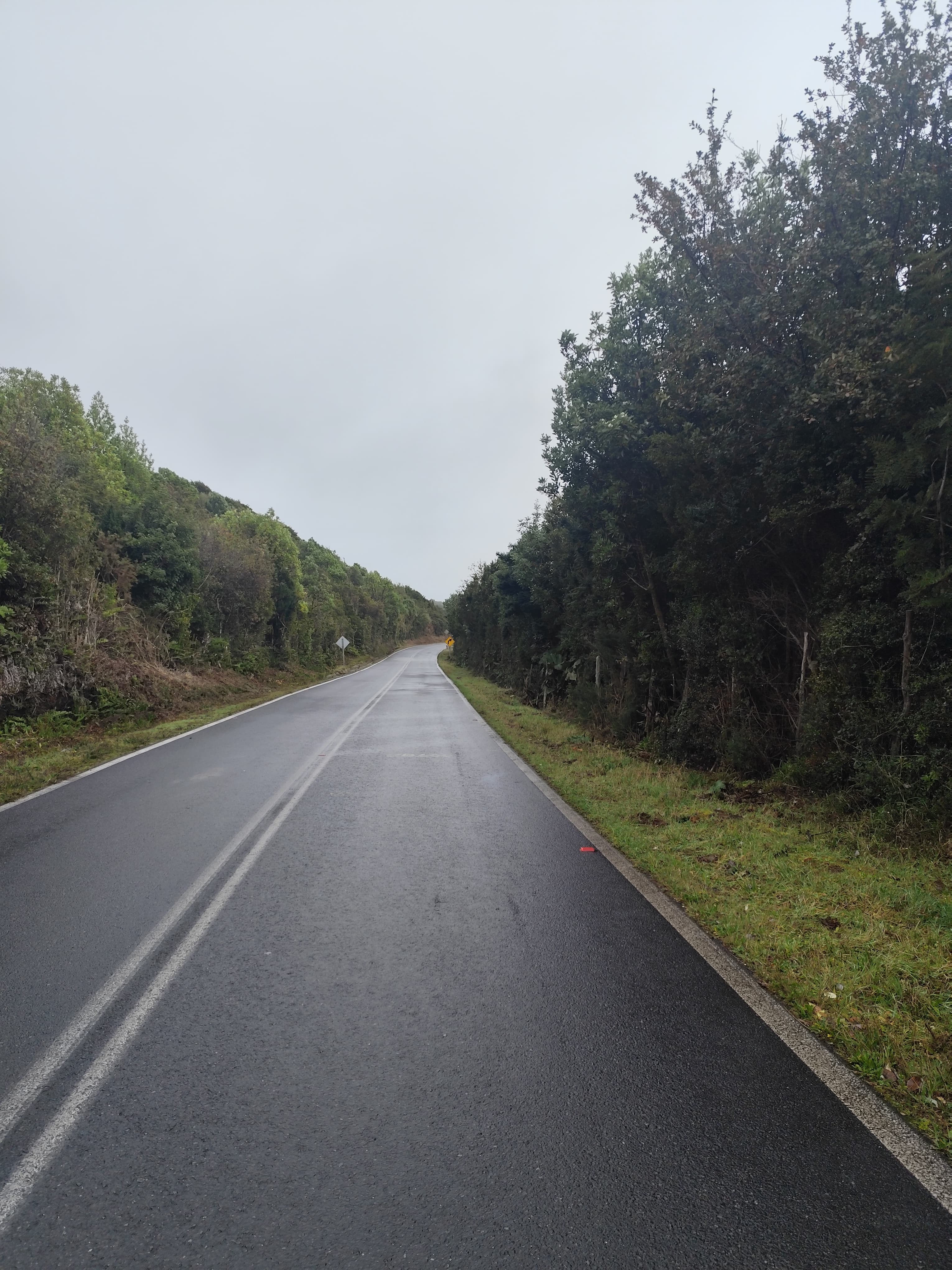 Pradera verde amplia con bosque nativo y cielo nublado