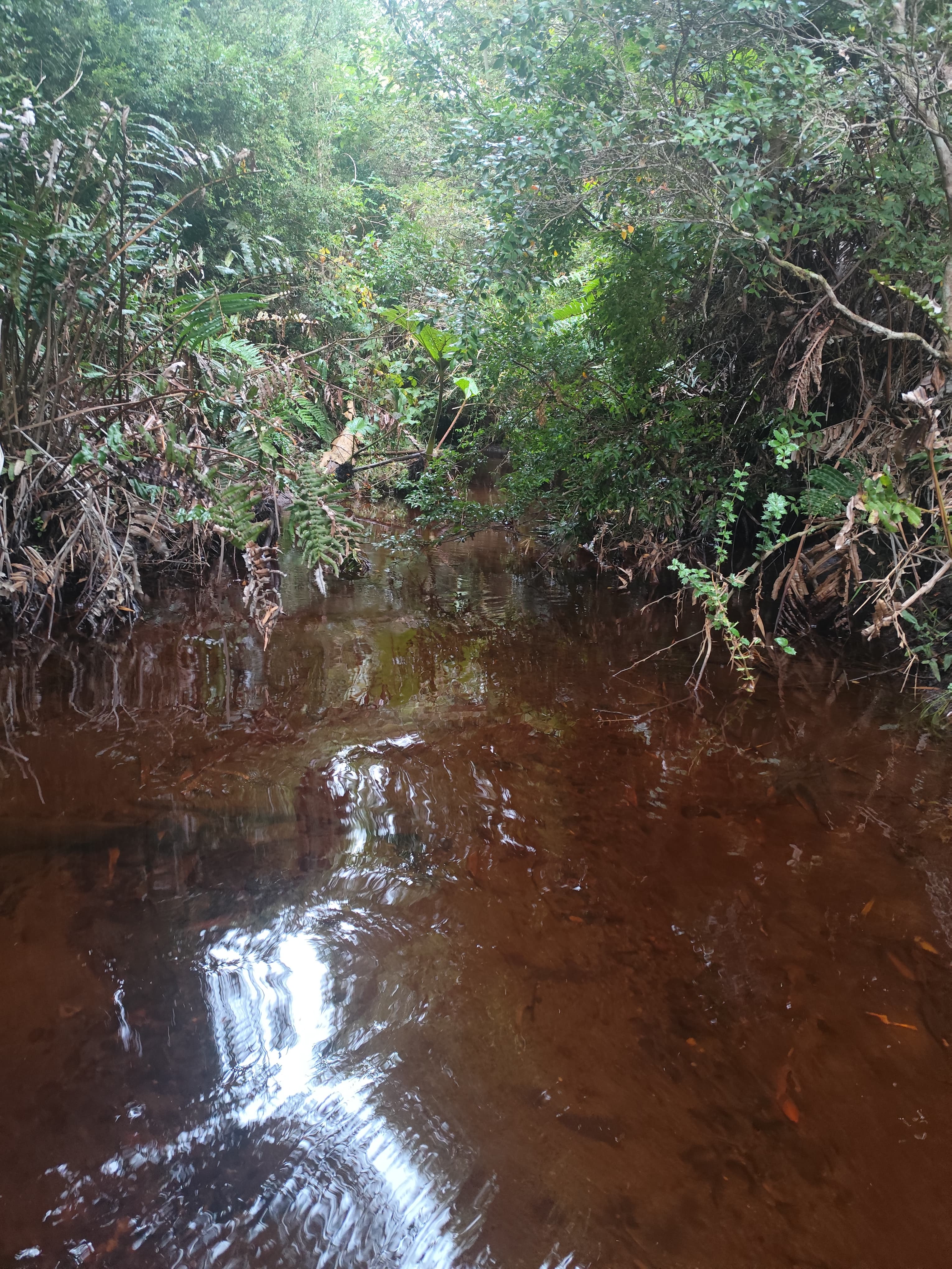 Río entre bosque nativo con helechos y vegetación exuberante