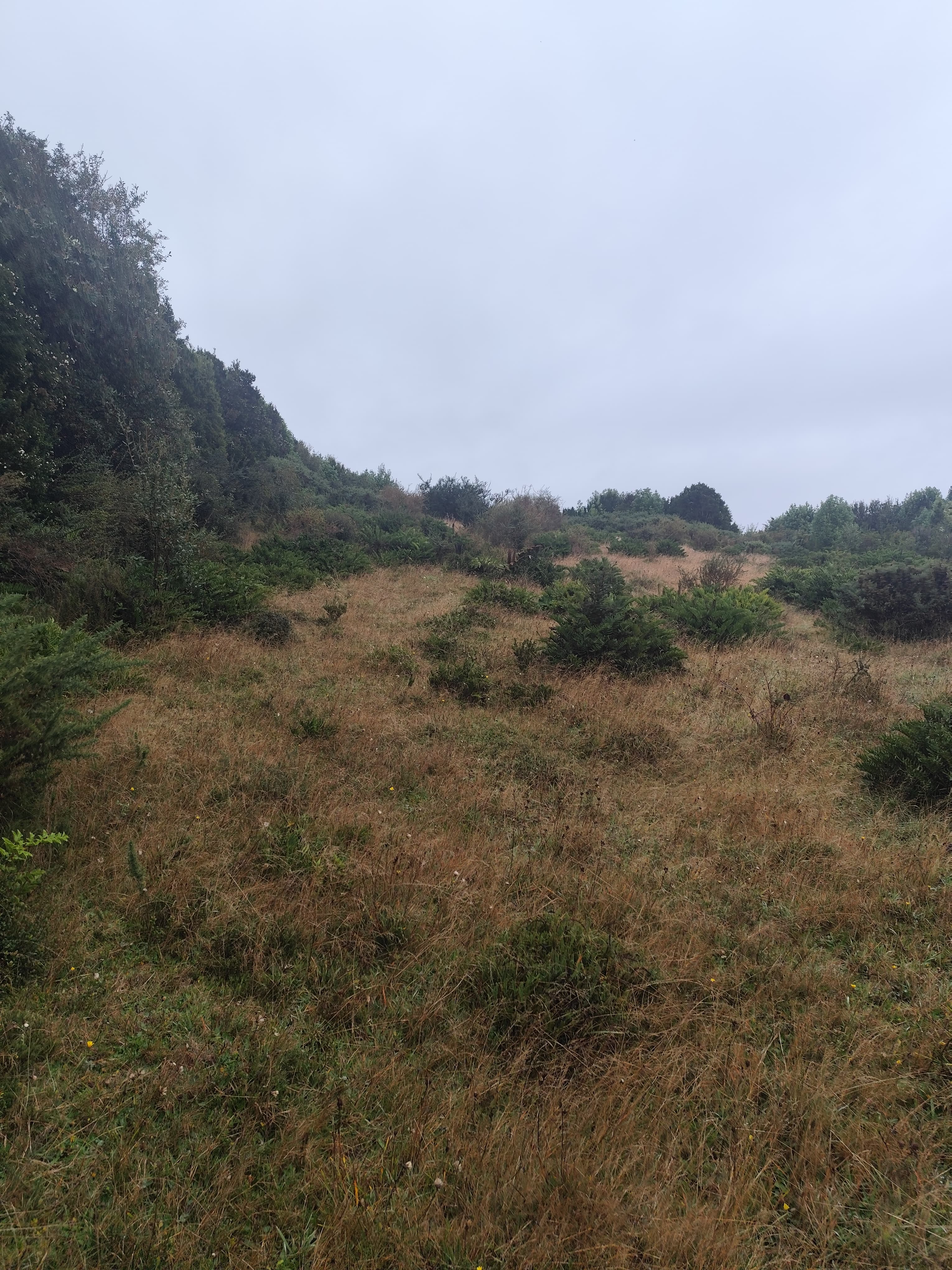 Terreno con vegetación nativa y cerros cubiertos de bosque