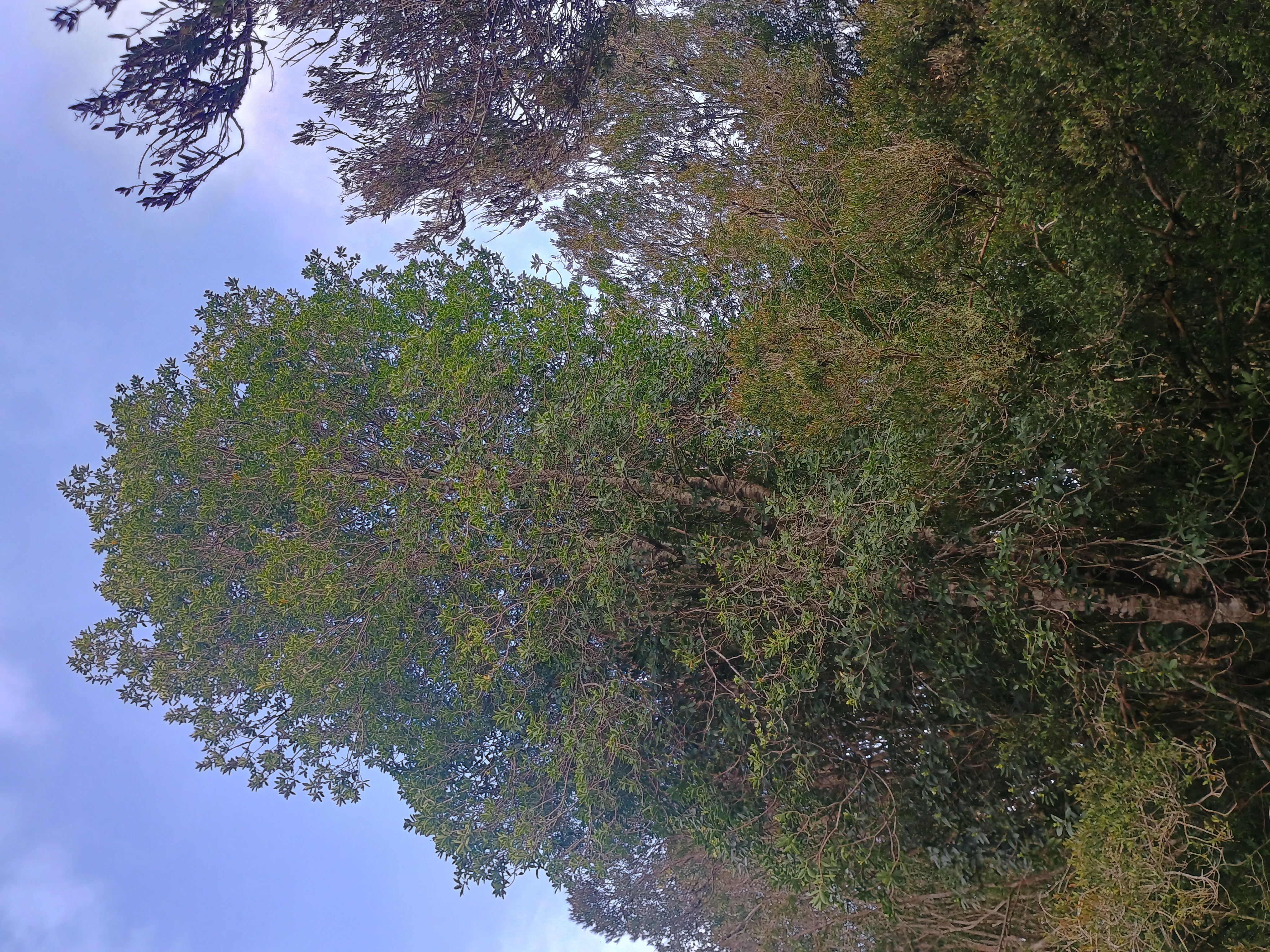 Roble nativo majestuoso con copa verde en bosque de Campo El Dólar
