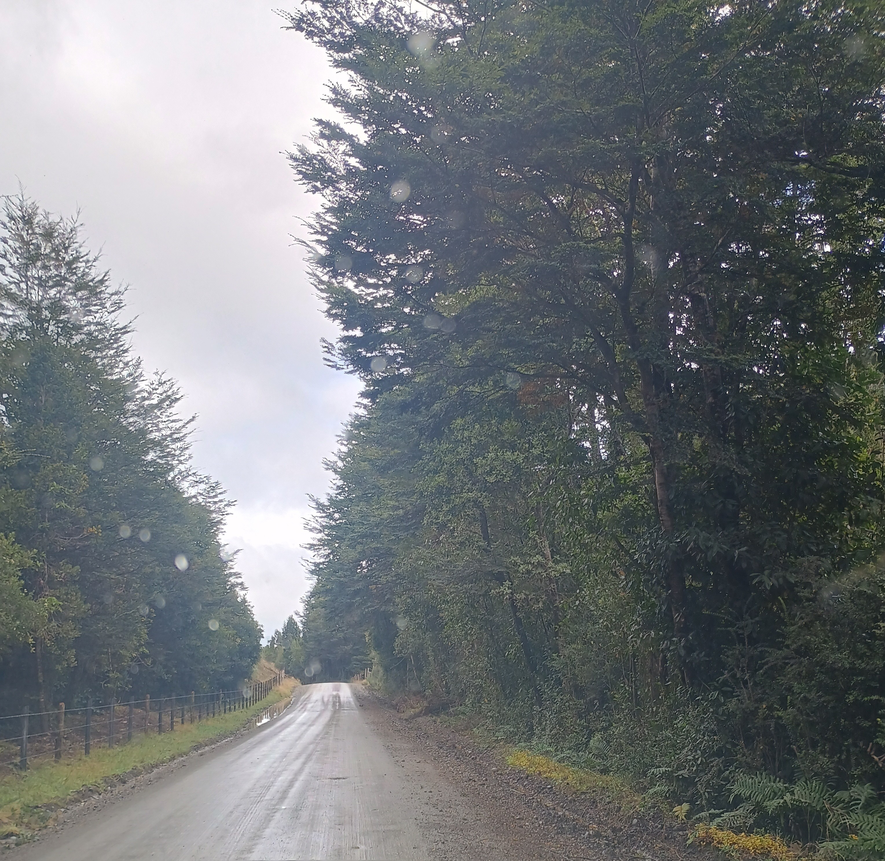 Camino de ripio entre bosque nativo con árboles altos y cerco lateral