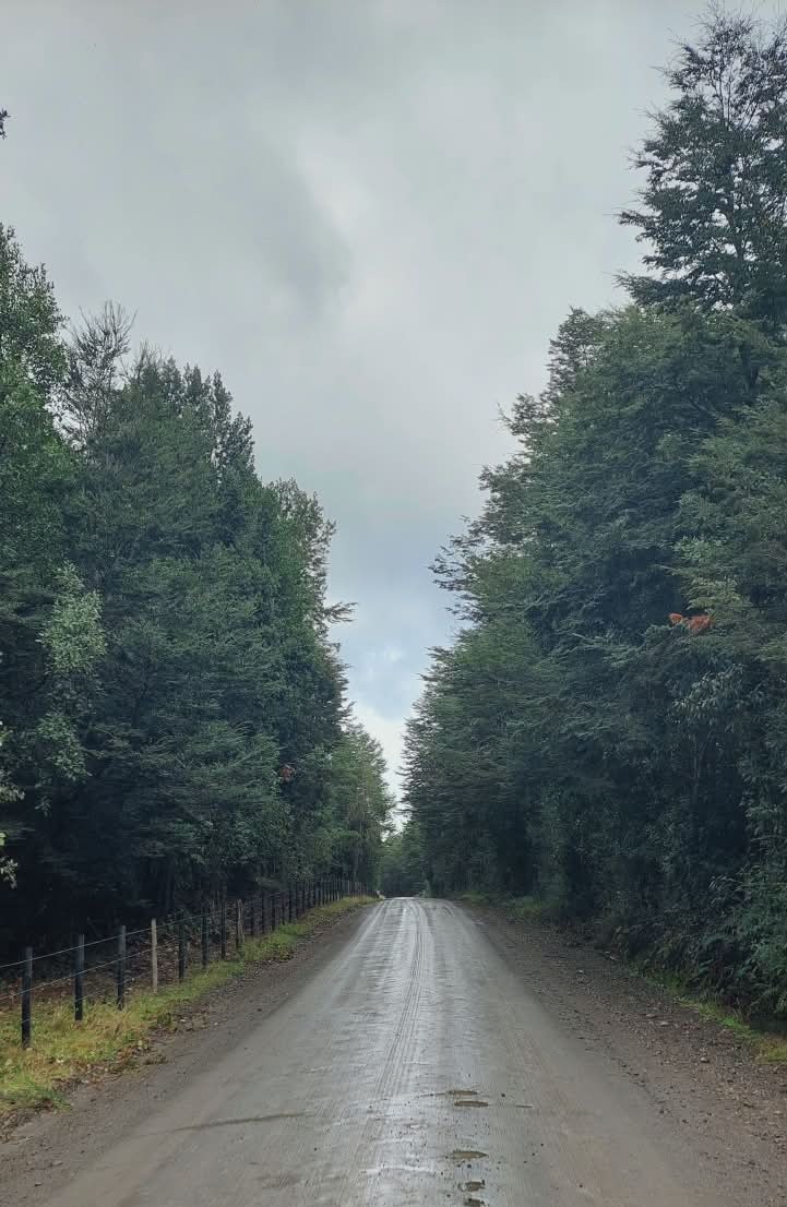 Camino rodeado de bosque nativo denso con árboles centenarios