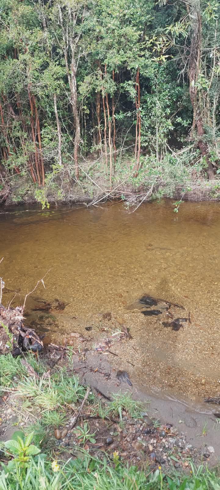 Terreno con vegetación nativa en Sector Mellaico