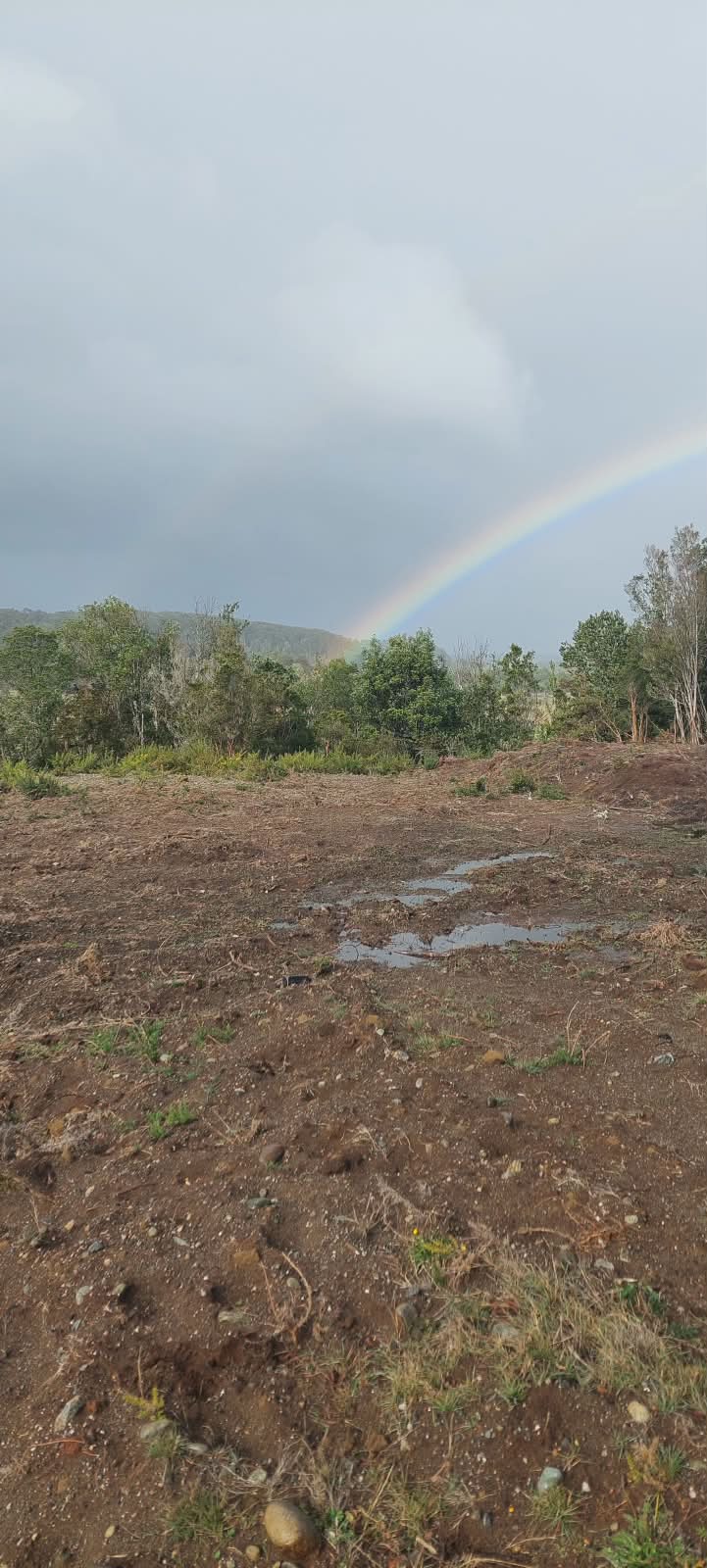 Vista del terreno con bosque nativo y pradera