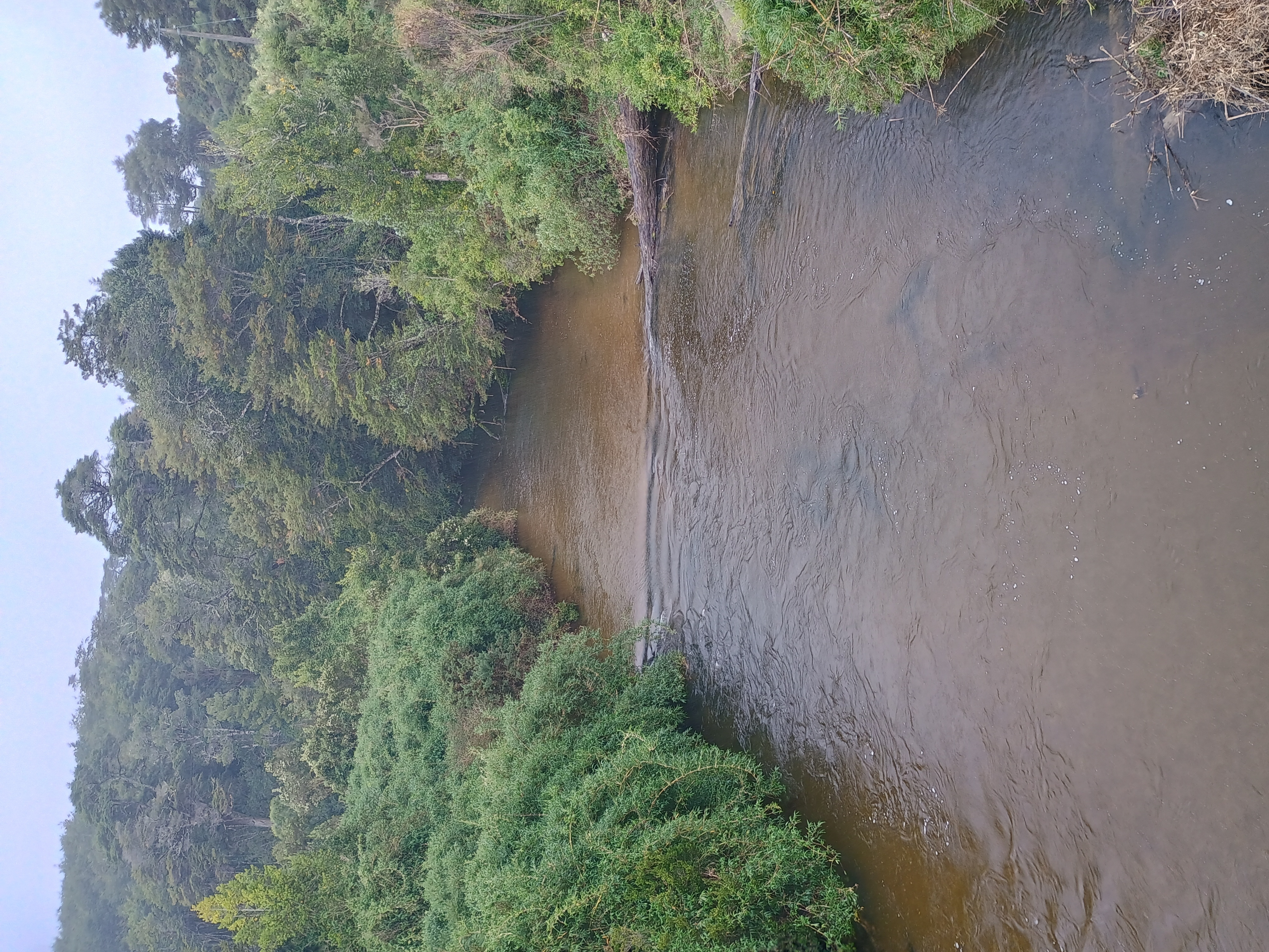 Río Yin con orillas de bosque nativo denso