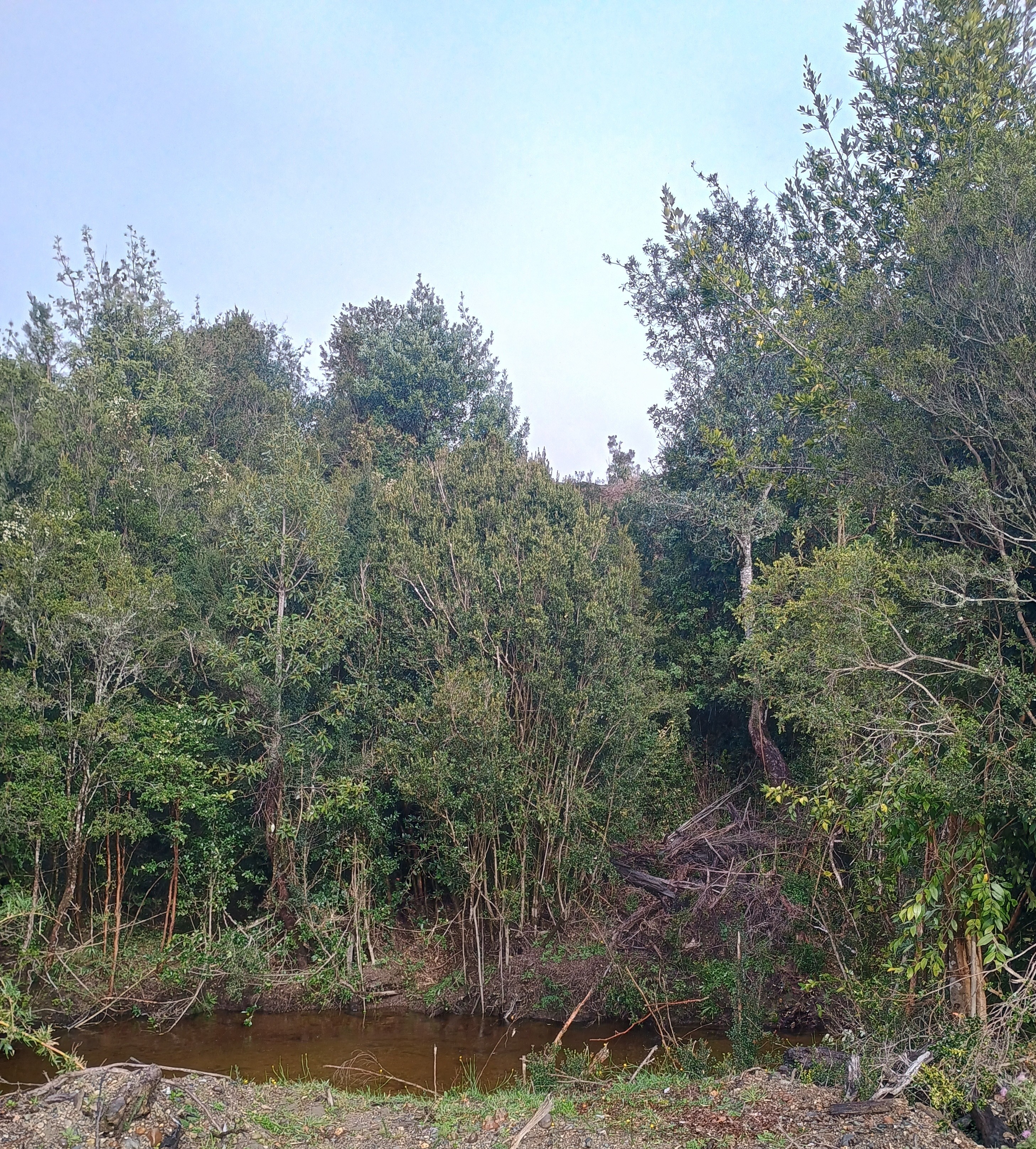 Bosque nativo junto al río con vegetación exuberante