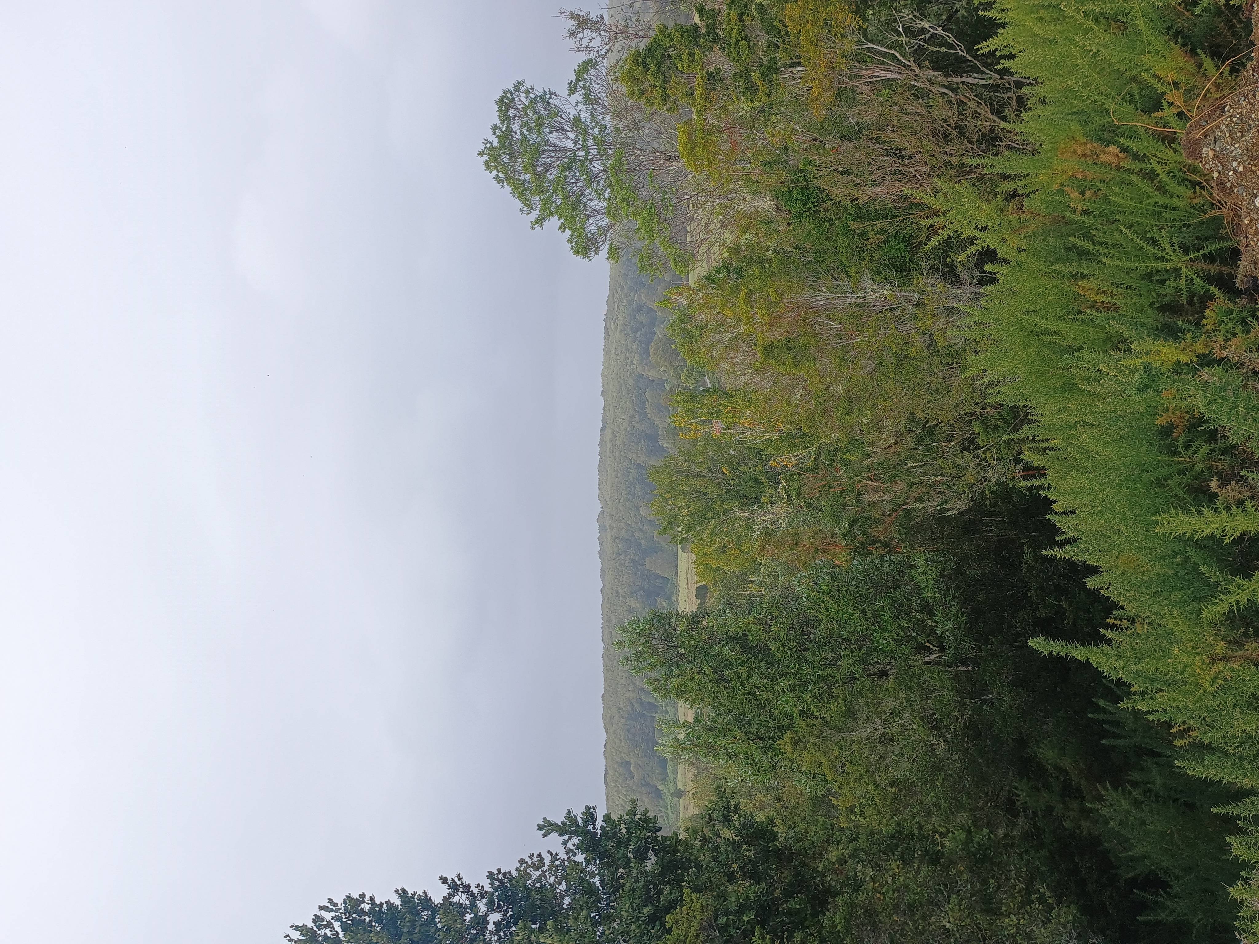 Vista panorámica del valle con bosque y cordillera