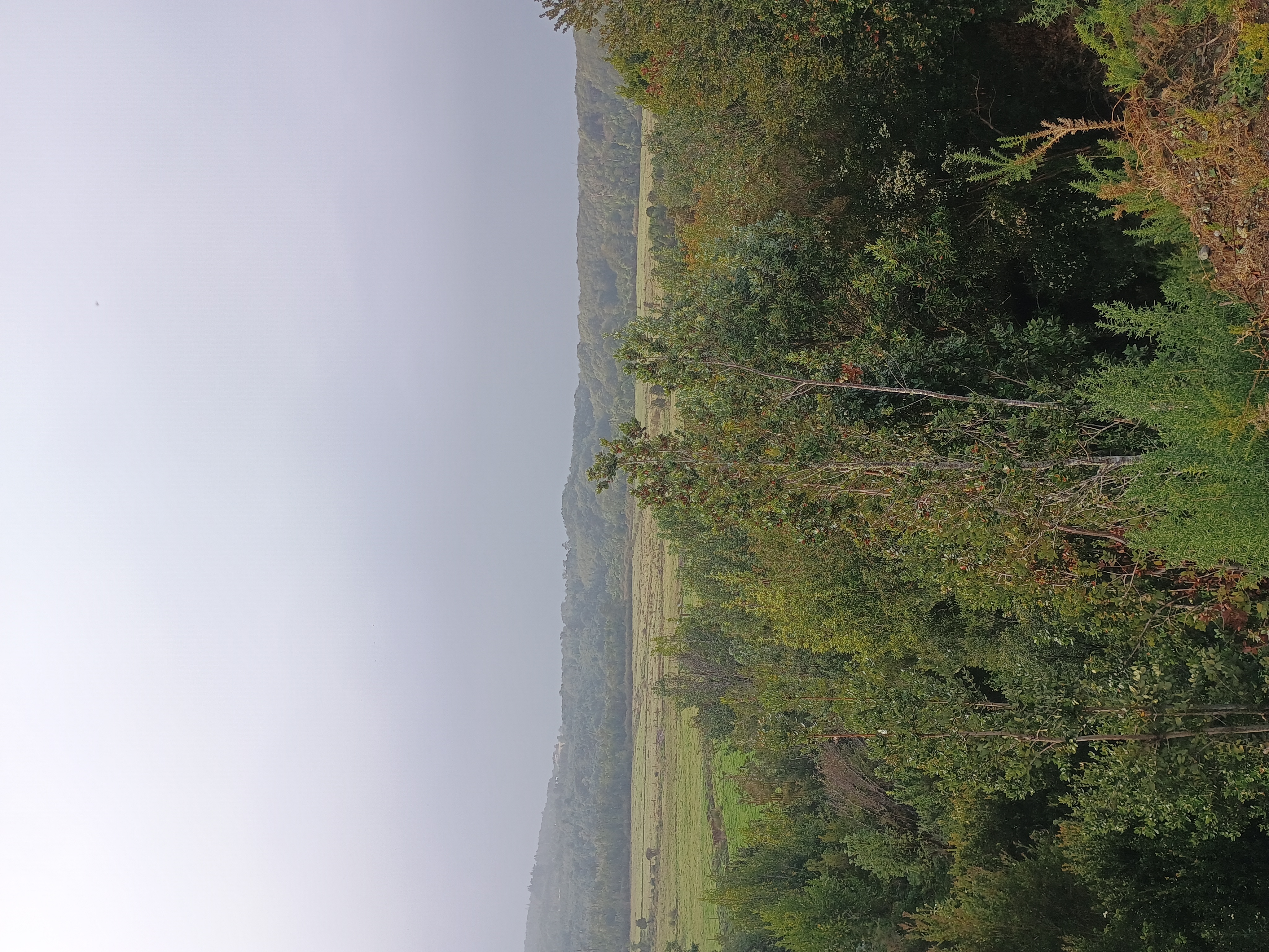 Vista panorámica del valle con bosque nativo y praderas