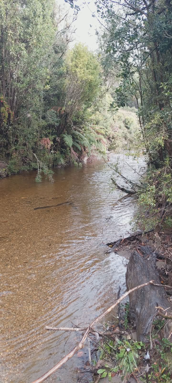 Río Yin con aguas cristalinas y bosque nativo en las orillas