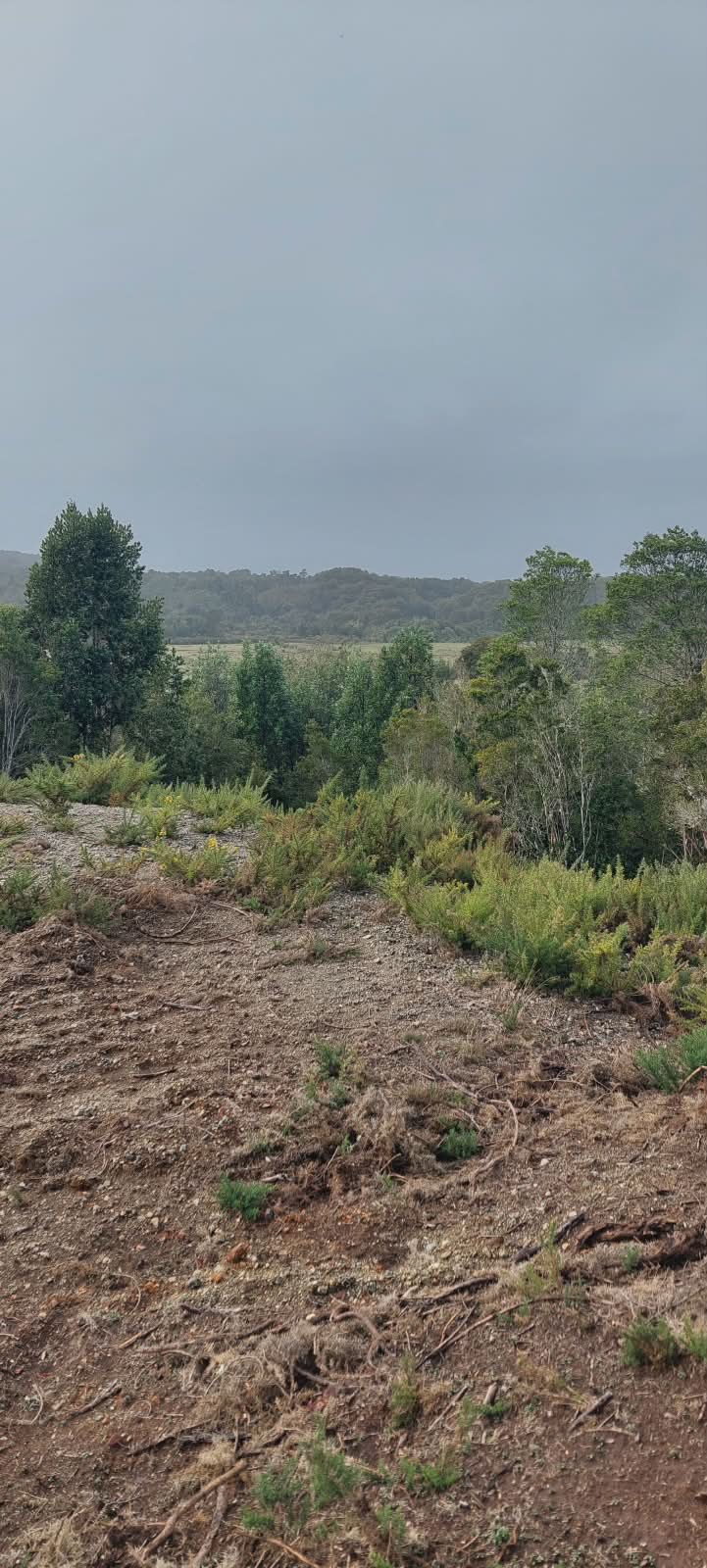 Pradera verde con vegetación nativa y cerco