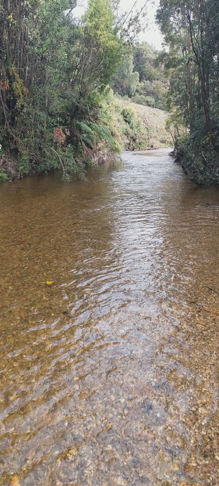 Río Yin con aguas transparentes rodeado de bosque