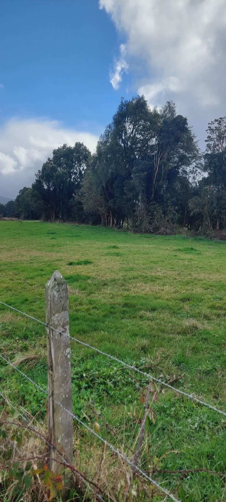 Pradera verde con cerco de alambre y bosque nativo al fondo en Campo El Roble Chueco