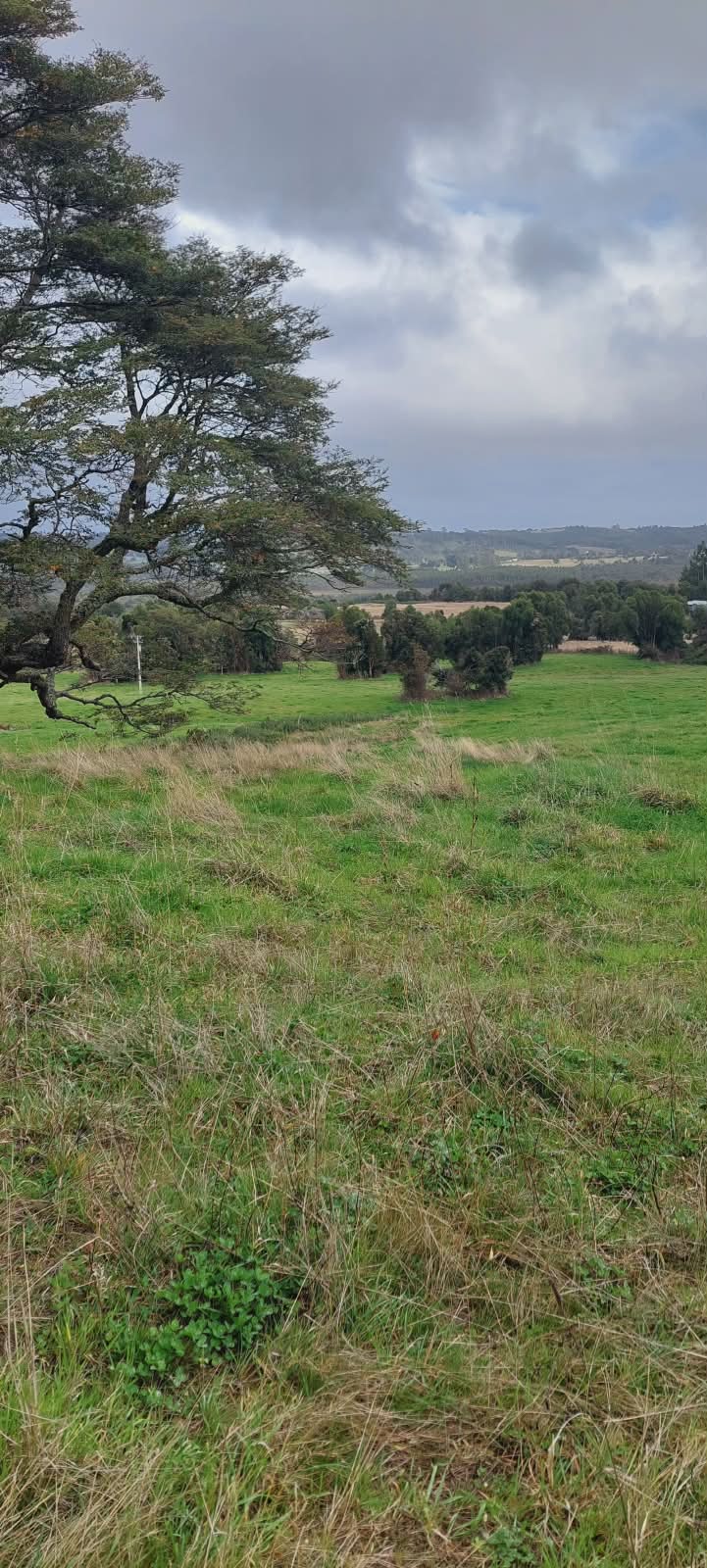 Roble chueco centenario con vista panorámica al valle