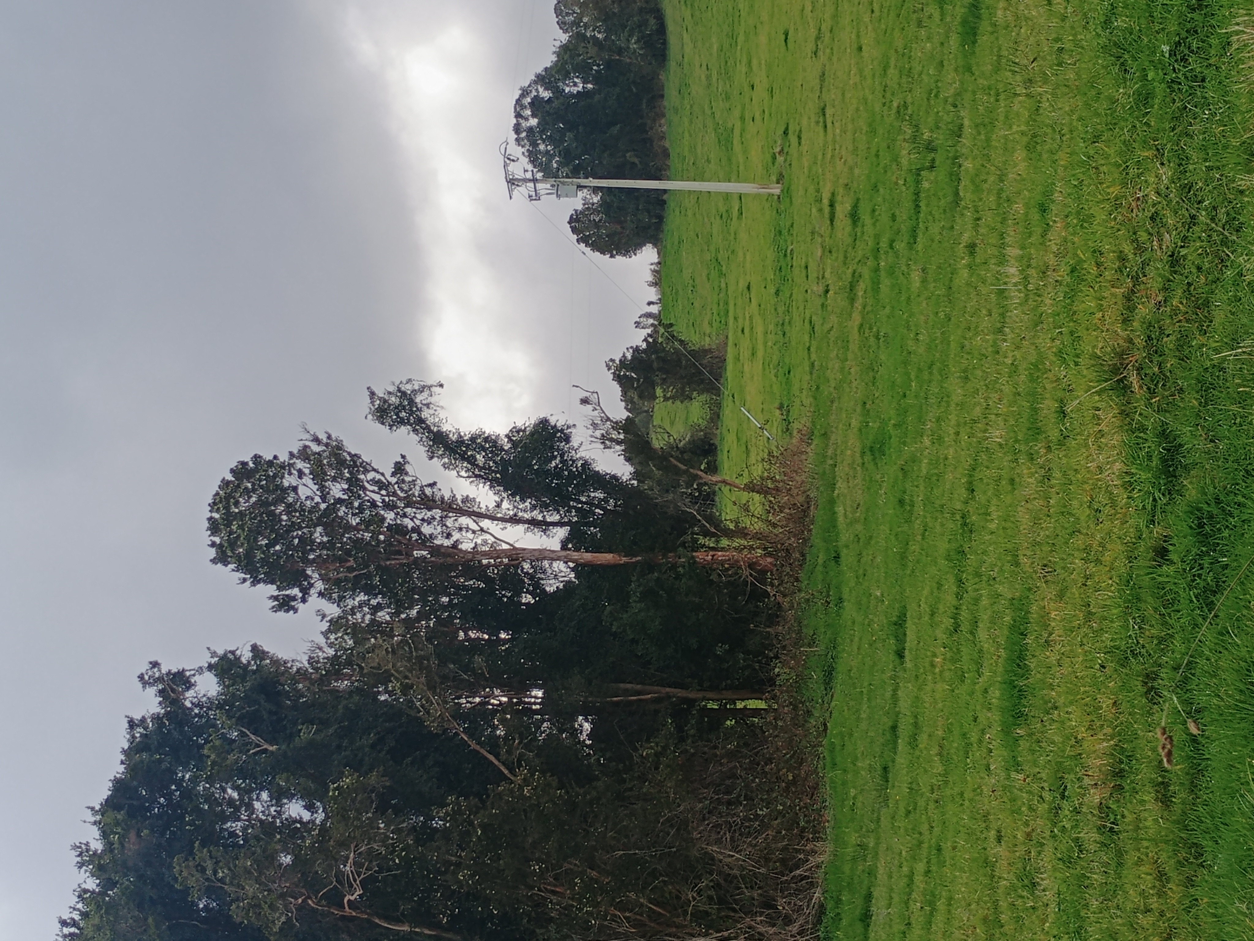 Pradera con bosque nativo y poste eléctrico en el campo