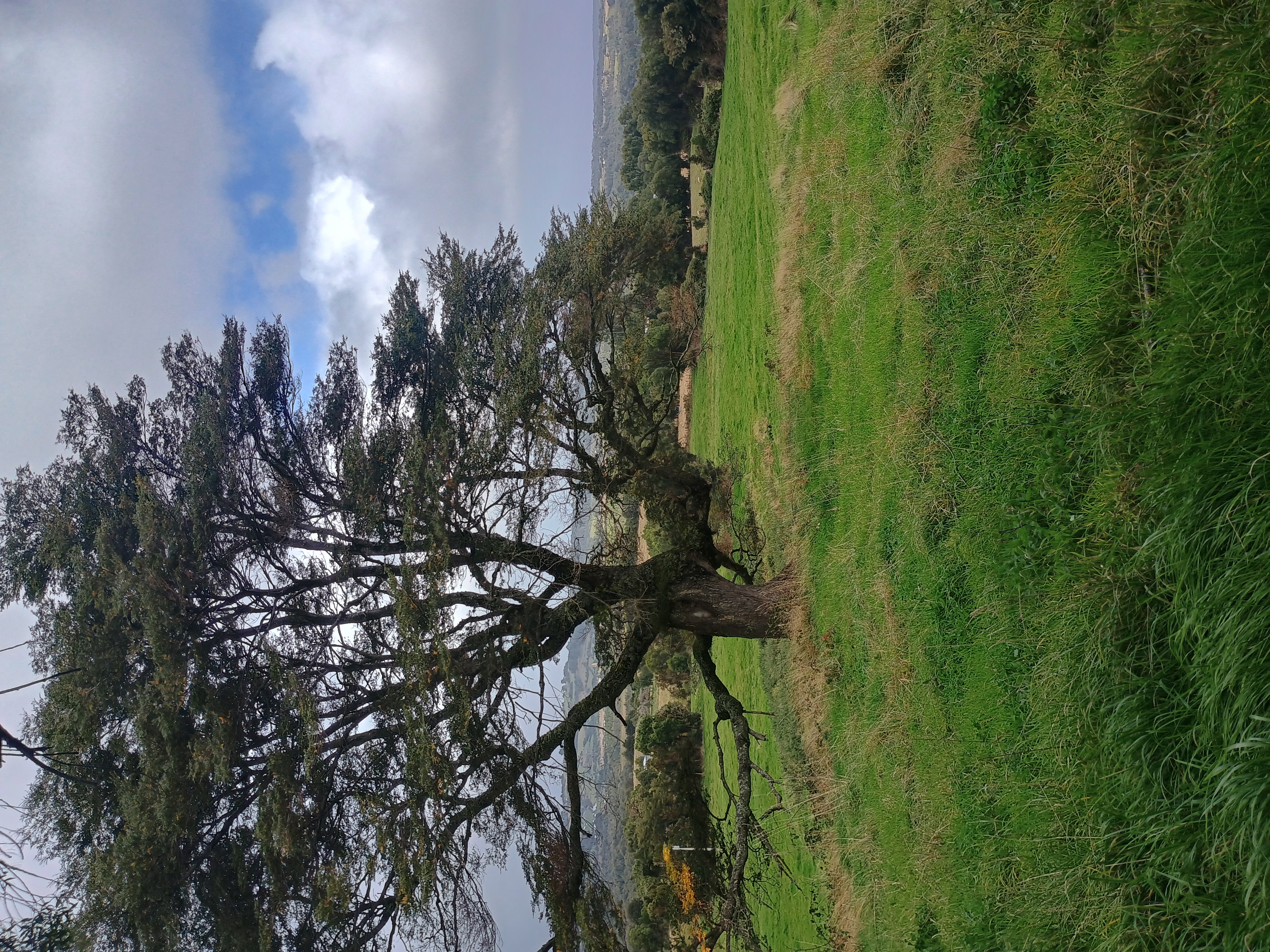 Gran roble chueco centenario en pradera verde del campo