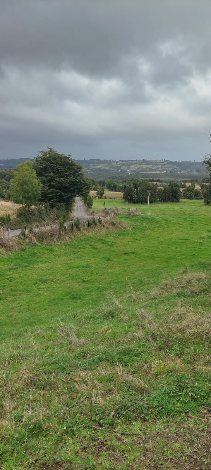Pradera amplia con árboles nativos y cielo nublado en Chonchi
