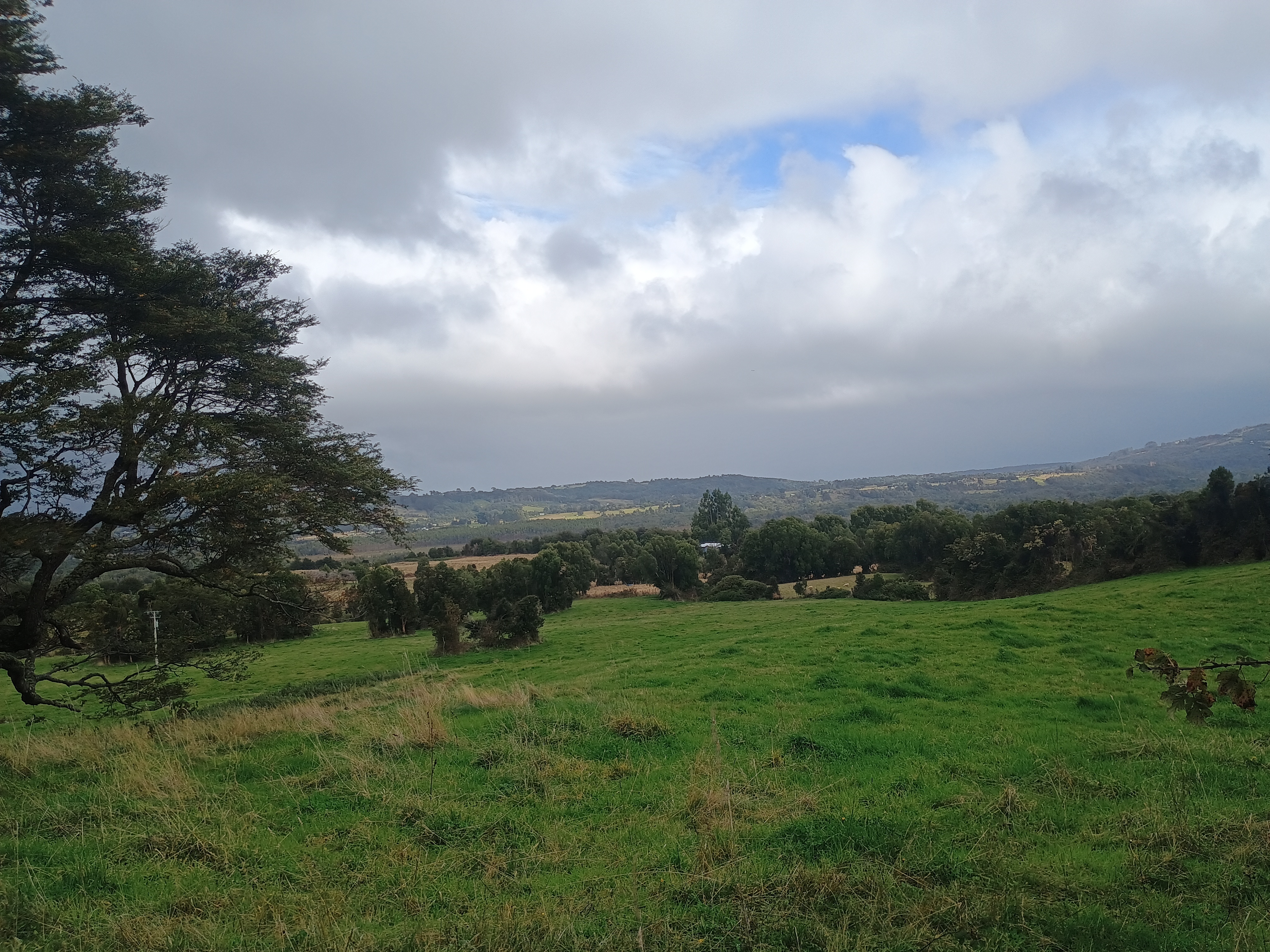 Pradera verde con cerco de madera y bosque nativo denso