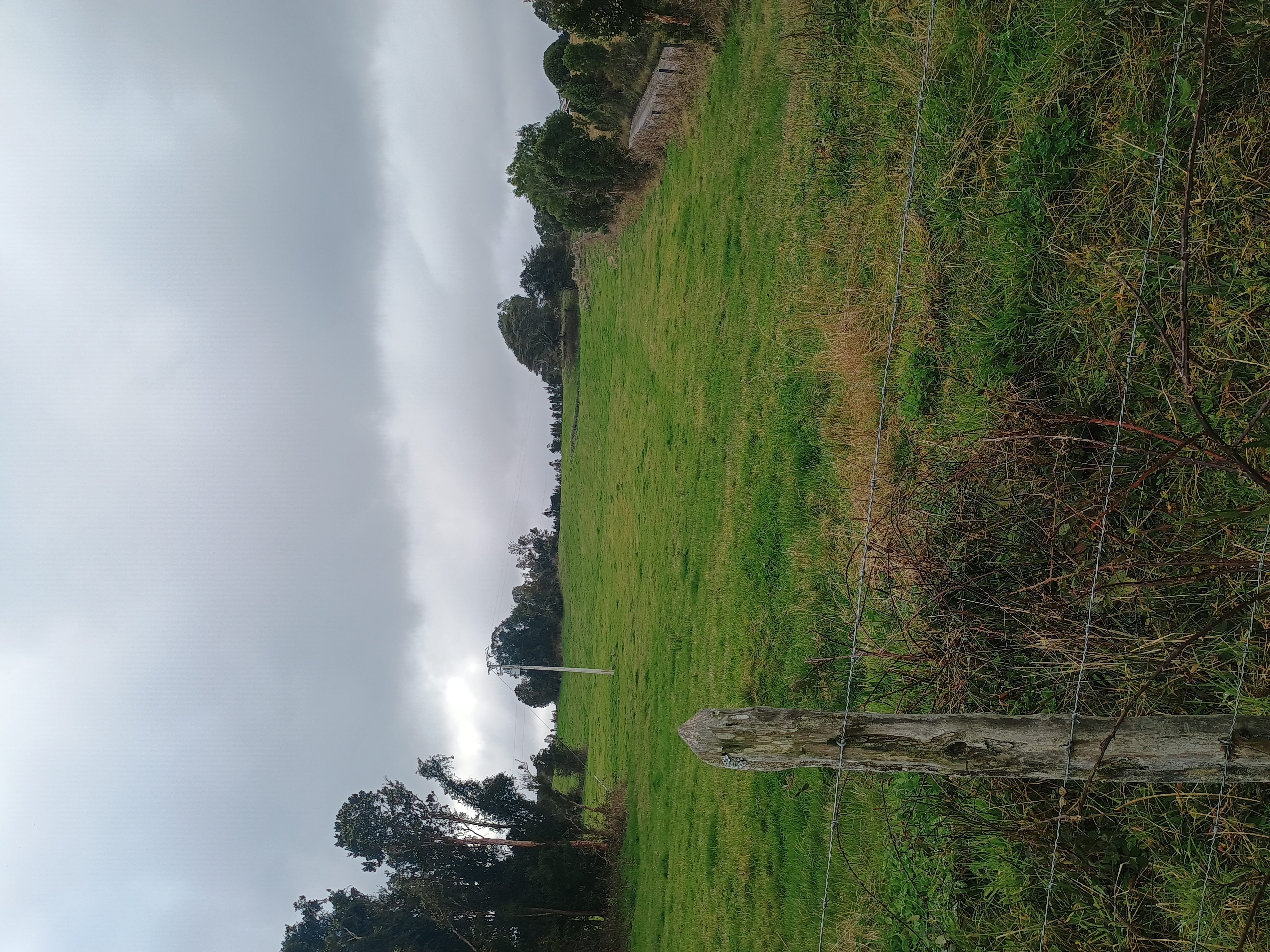 Camino de ripio rodeado de vegetación nativa hacia el campo
