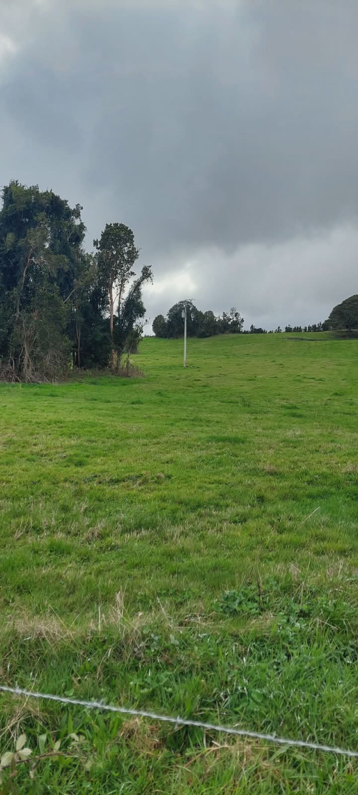 Pradera con árboles nativos y poste eléctrico bajo cielo nublado
